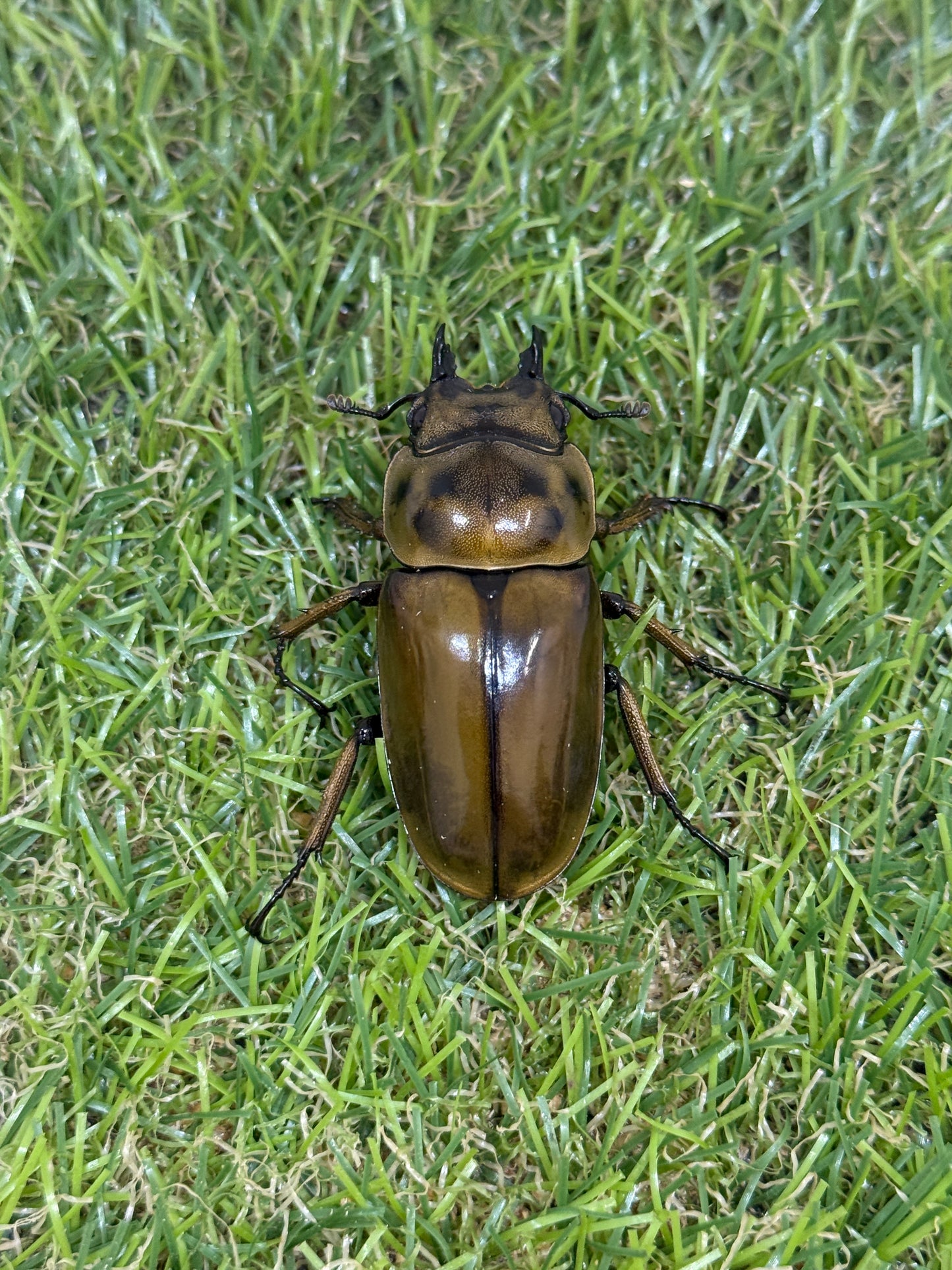 ババオウゴンオニクワガタ ♂71.6mm成虫ペア