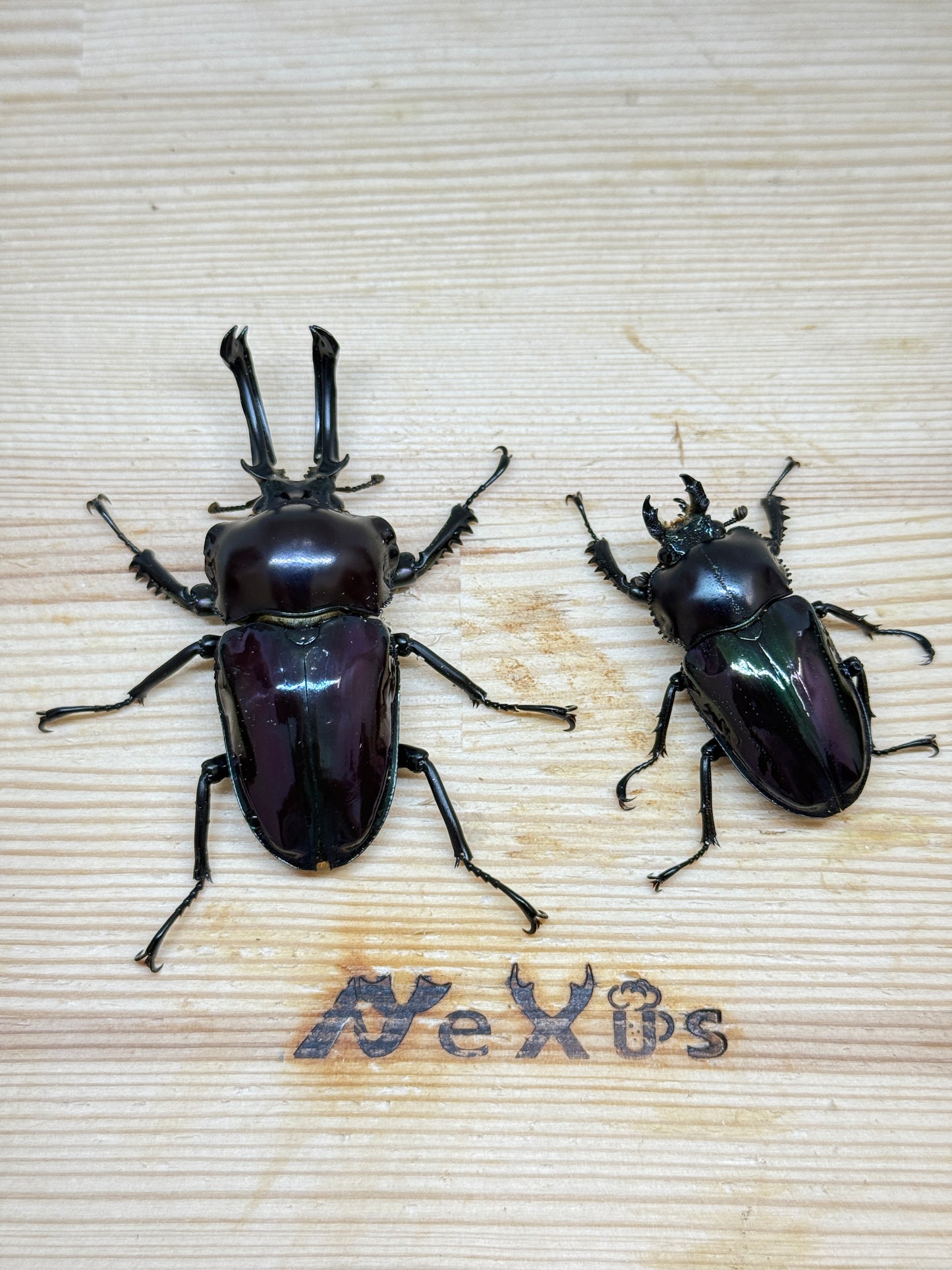 ニジイロクワガタ(紫紺血統) ♂60mm成虫ペア
