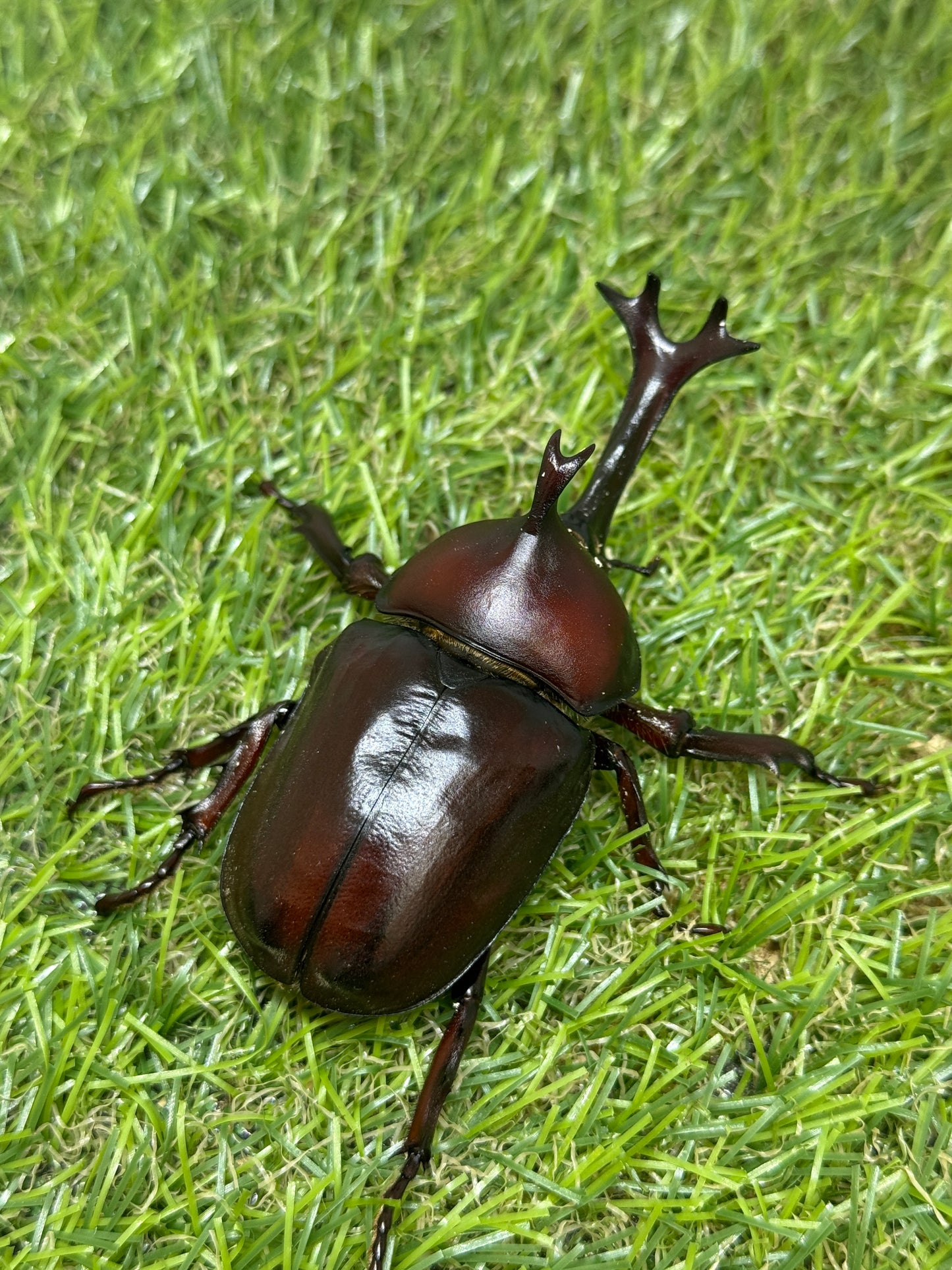 カブトムシ サイズfree成虫ペア