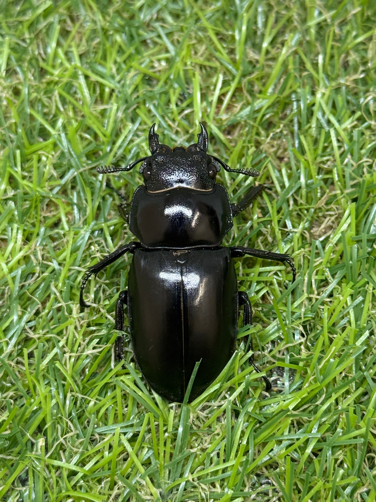 パリーフタマタクワガタ亜種ディロレイ ♂75mm成虫ペア