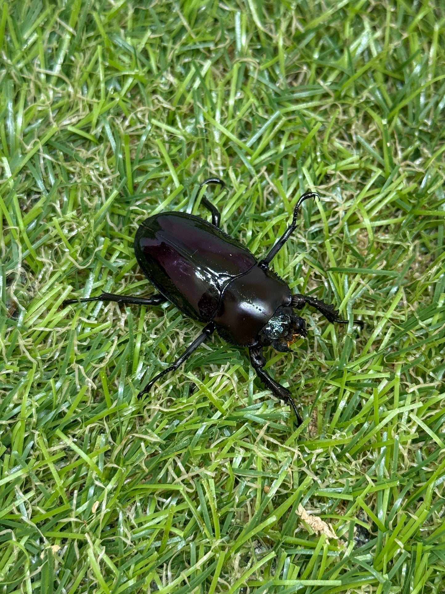 ニジイロクワガタ(紫紺血統) ♂59.6mm成虫ペア