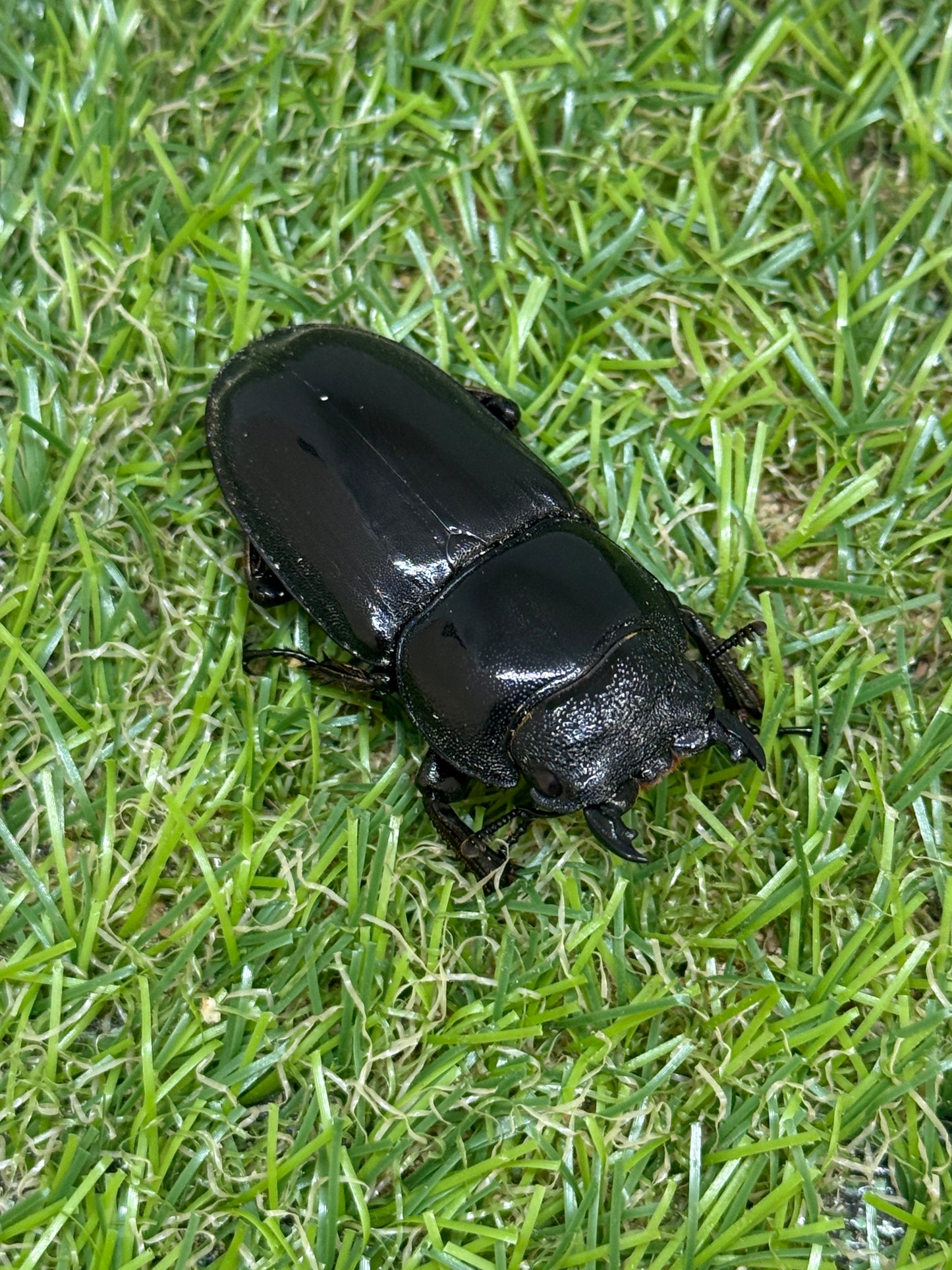 パラワンオオヒラタクワガタ(マンタリガハン産)♂100.4mm成虫ペア