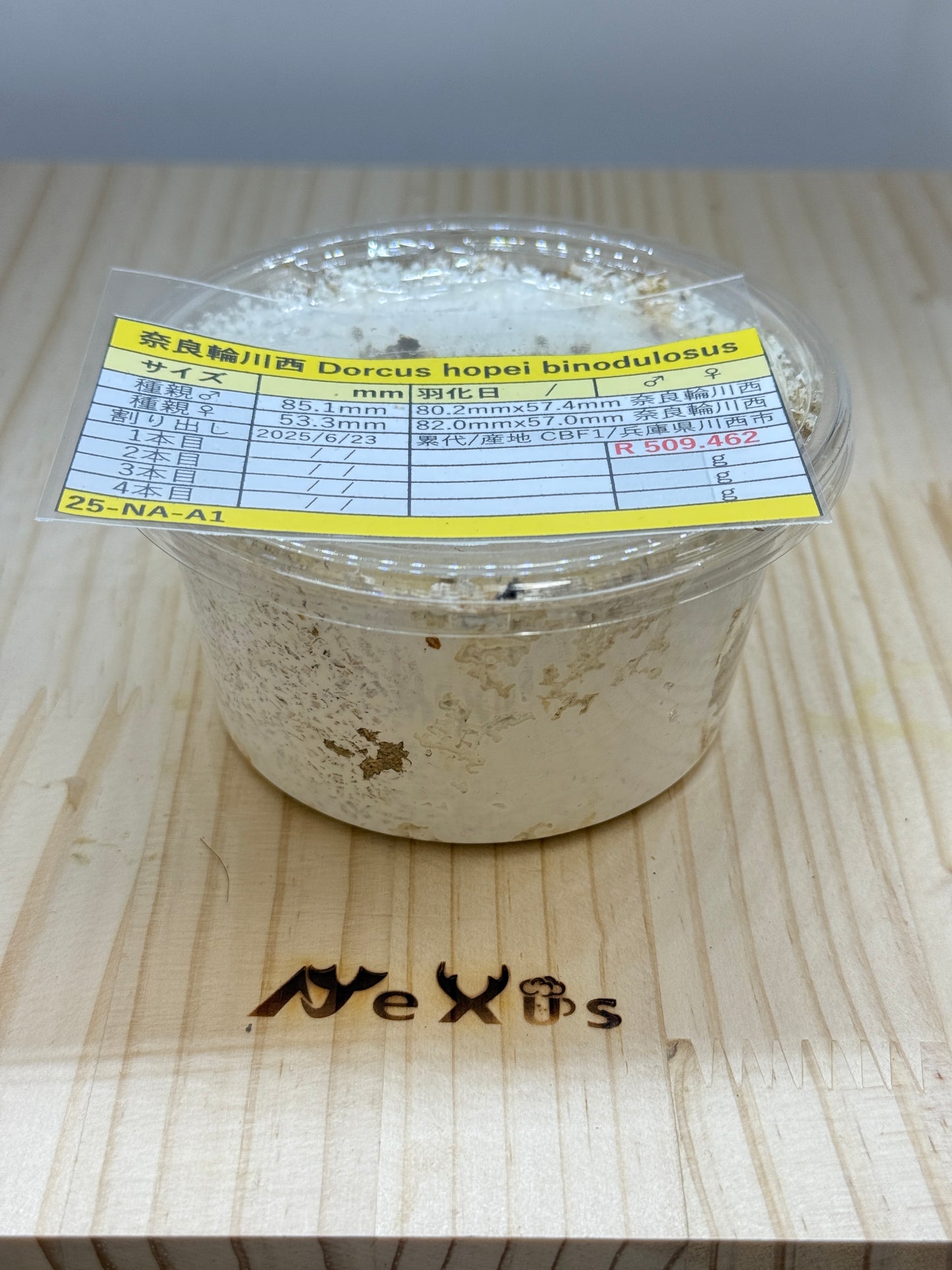 オオクワガタ 奈良輪川西 幼虫1頭 親♂85.1mm(レイティング509.462)×♀53.3mm