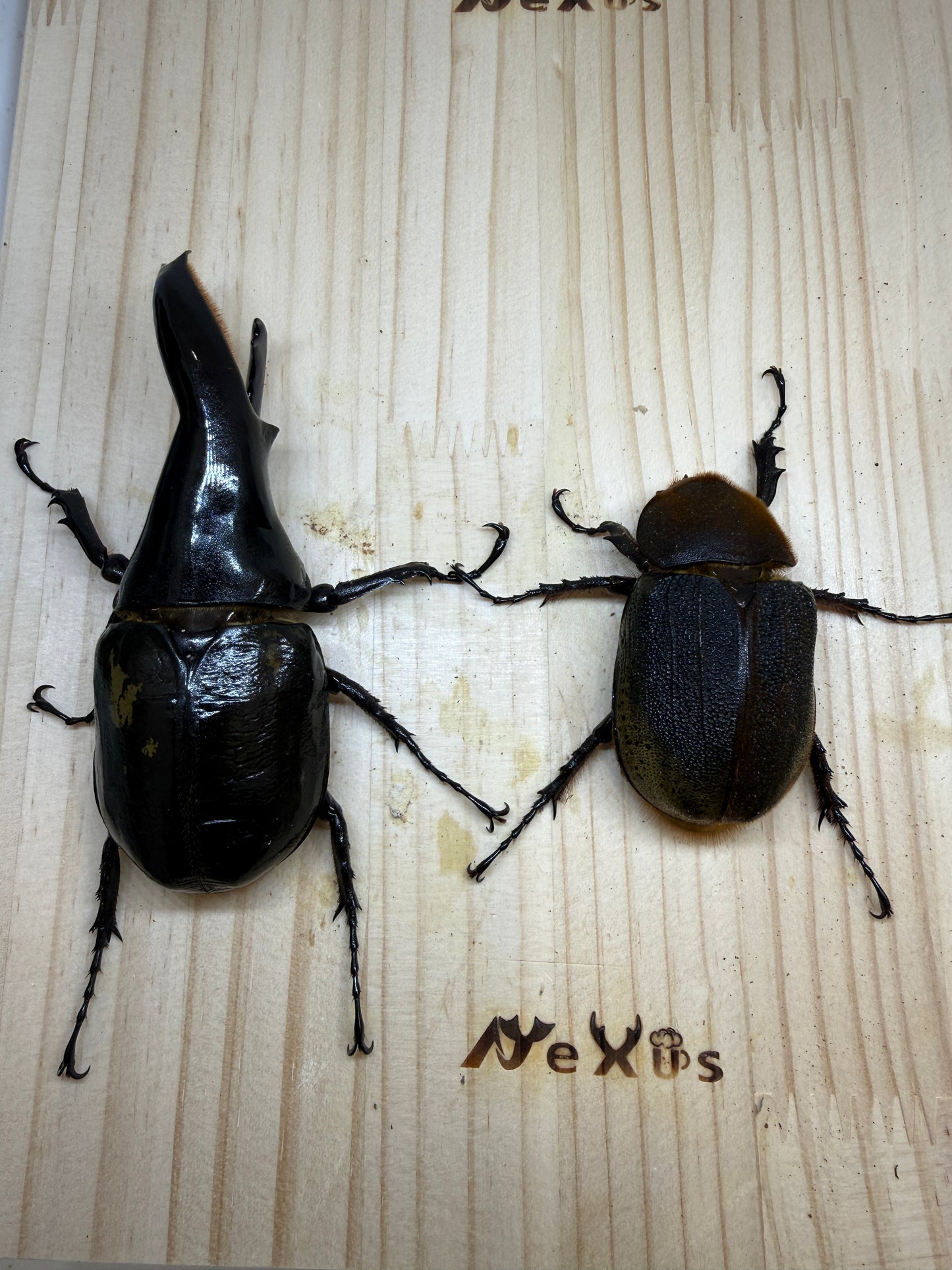 DH・ヘラクレス(極短極太血統) ♂114mm成虫ペア