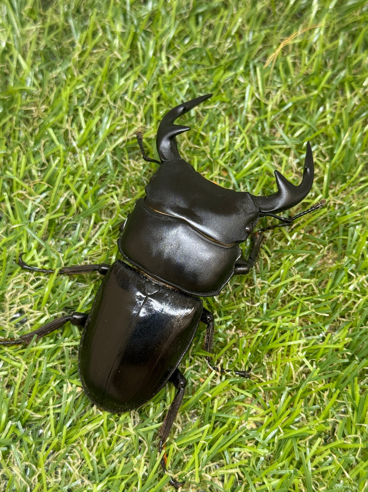 グランディスオオクワガタ ♂76mm成虫ペア