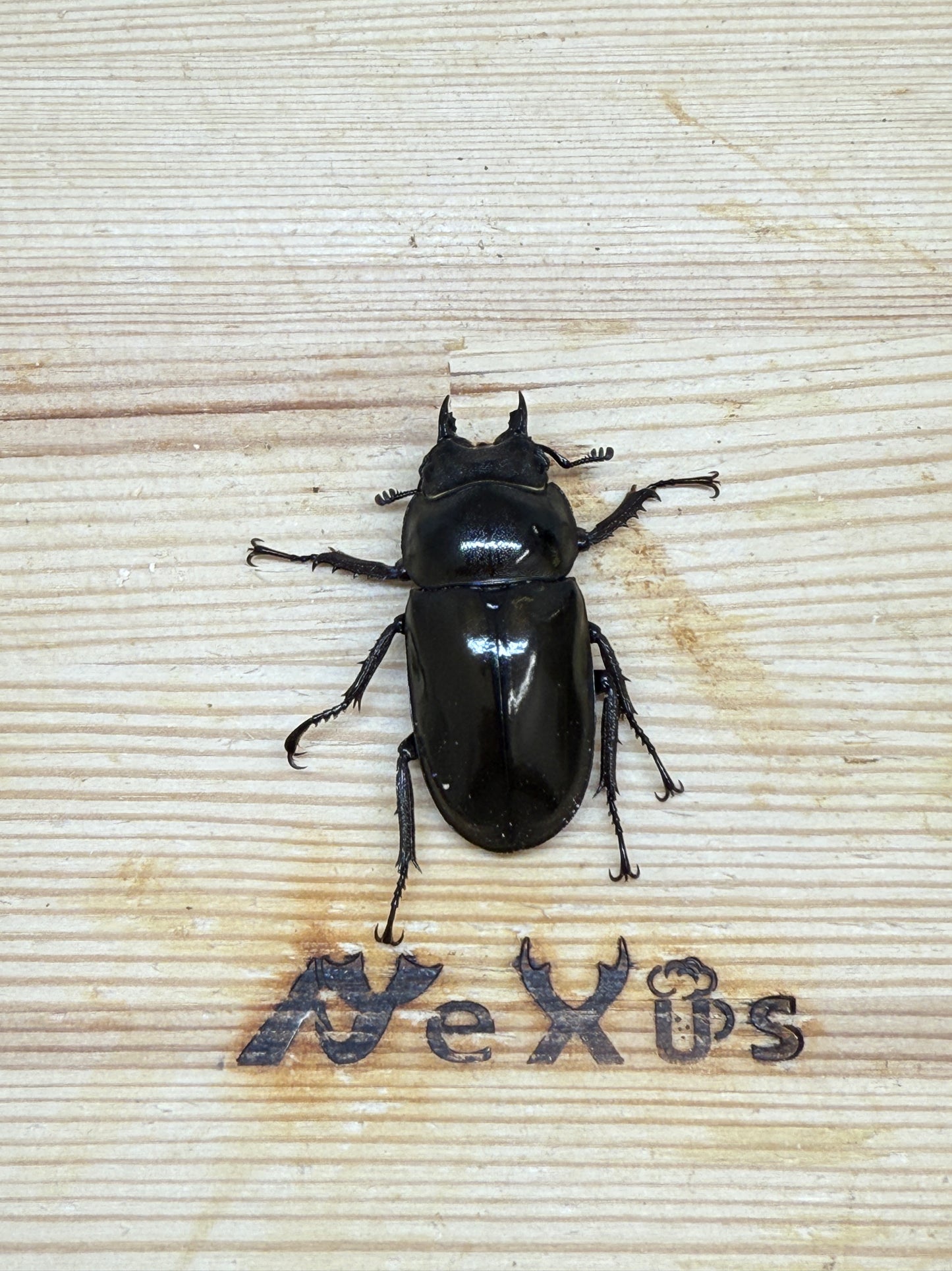 ババオウゴンオニクワガタ 37.7mm♀単品