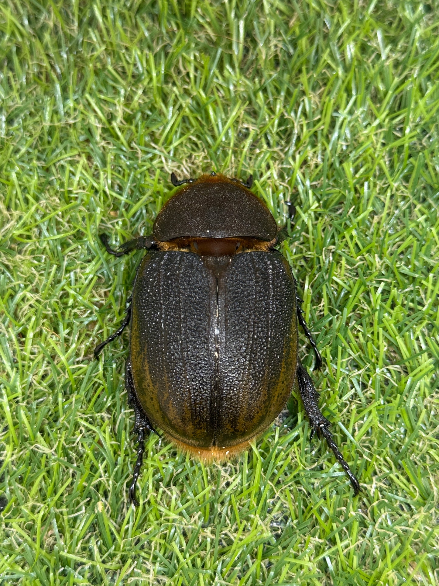 DH・エクアトリアヌス ♂125mm成虫ペア