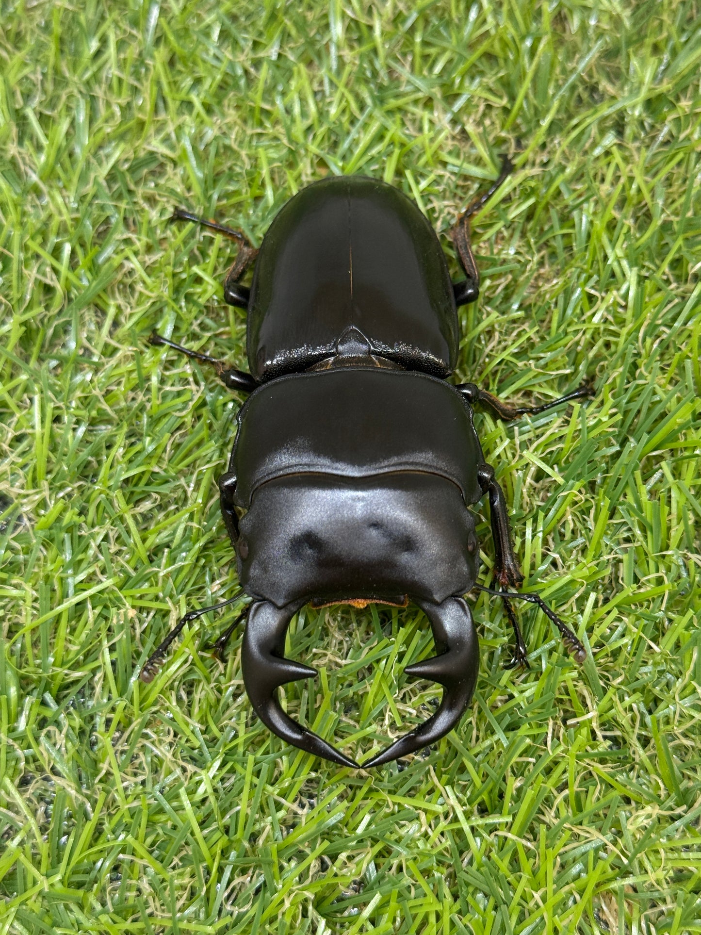 グランディスオオクワガタ ♂78mm成虫ペア