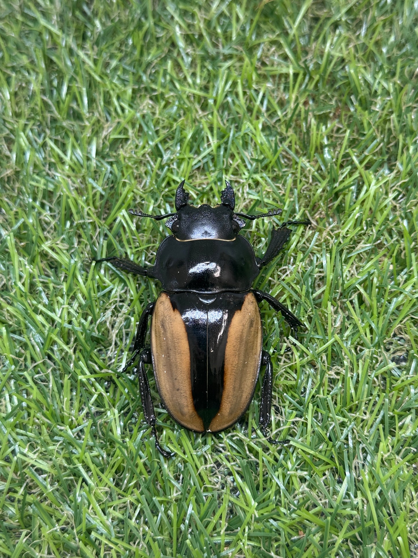 ブルマイスターツヤクワガタ ♂74.8mm成虫ペア