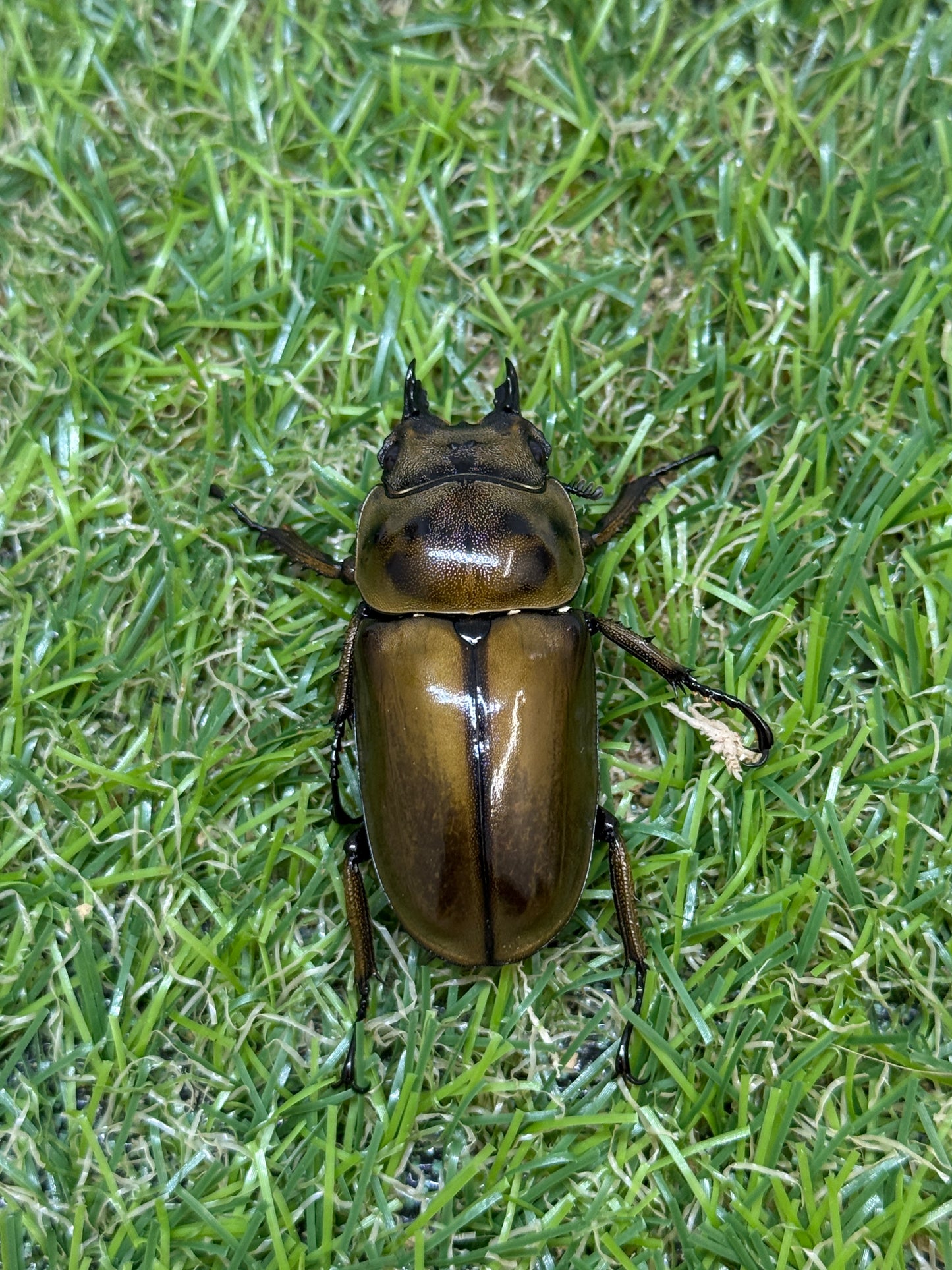 ババオウゴンオニクワガタ ♂55mm成虫ペア