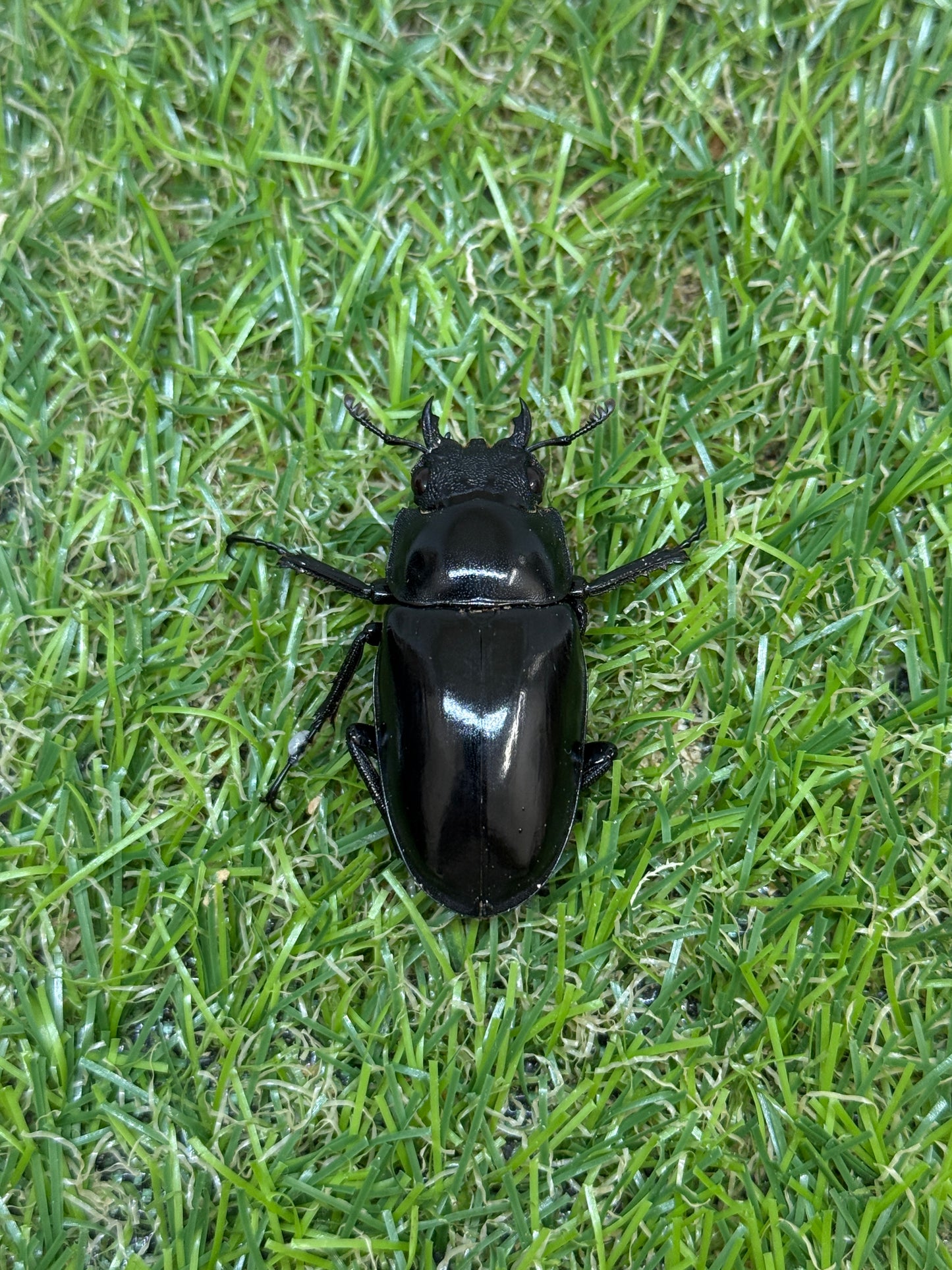 ギラファノコギリクワガタ原名亜種 ♂102.6mm成虫ペア