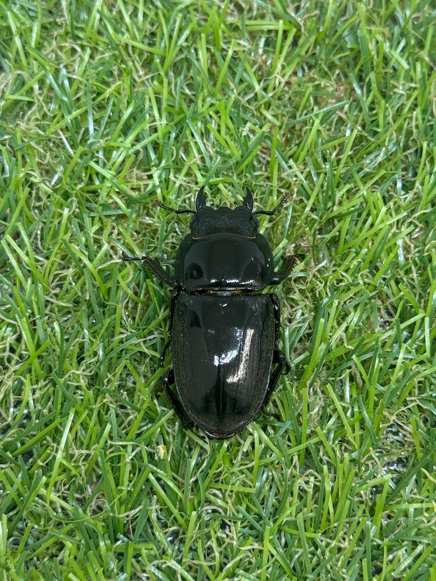 オキノエラブヒラタクワガタ ♂66mm成虫ペア
