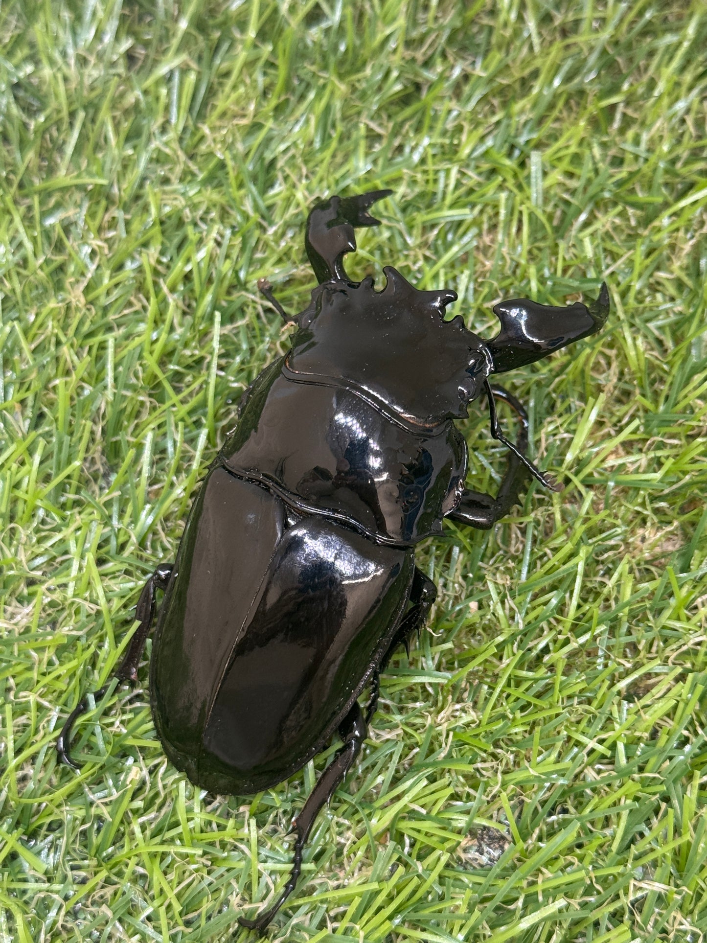 タランドゥスオオツヤクワガタ ♂79.7mm単品