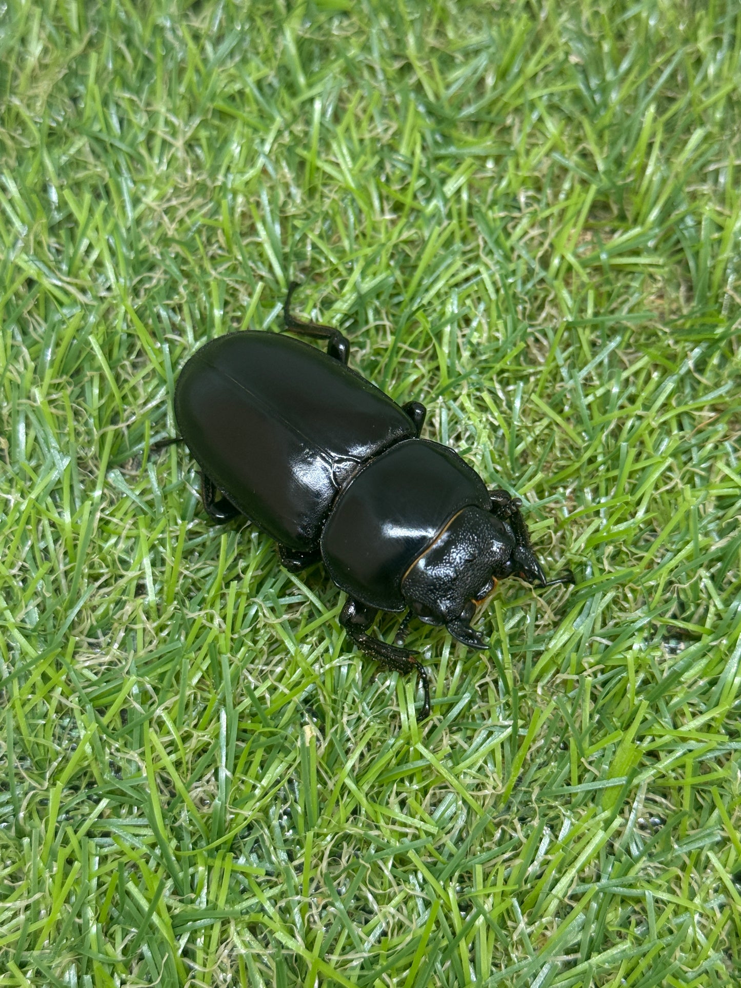 インドアンタエウスオオクワガタ ♂71mm成虫ペア