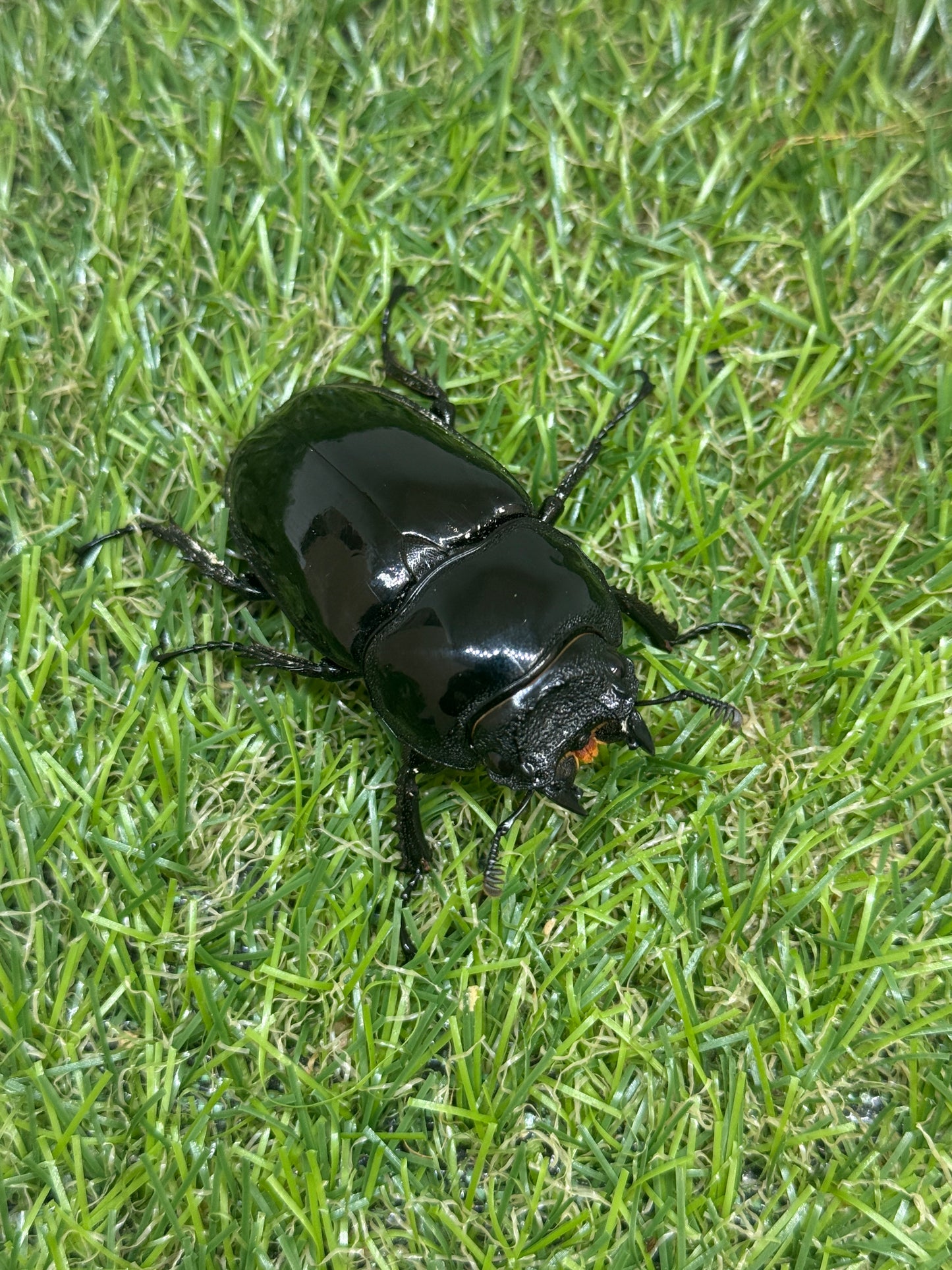 タランドゥスオオツヤクワガタ ♂79.6mm成虫ペア