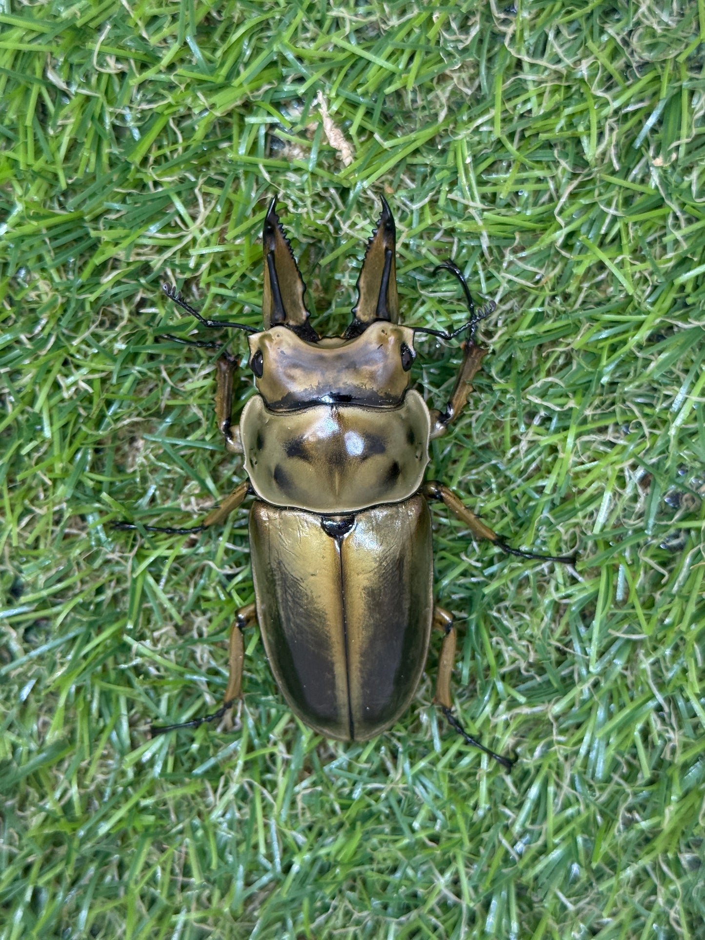 ババオウゴンオニクワガタ ♂62.8mm成虫ペア