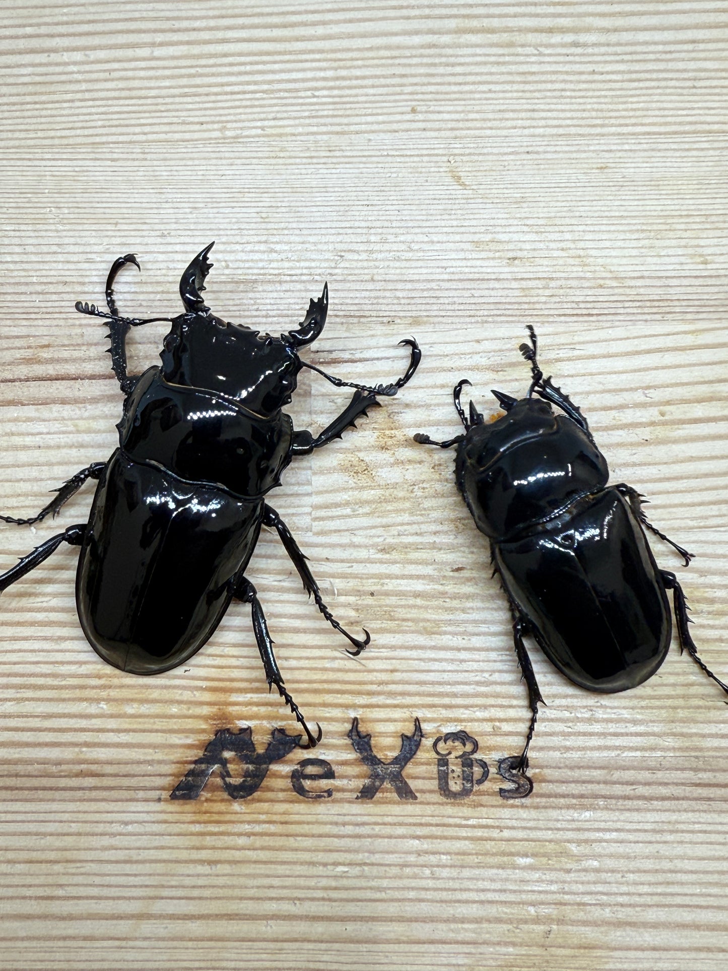 タランドゥスオオツヤクワガタ ♂56mm成虫ペア