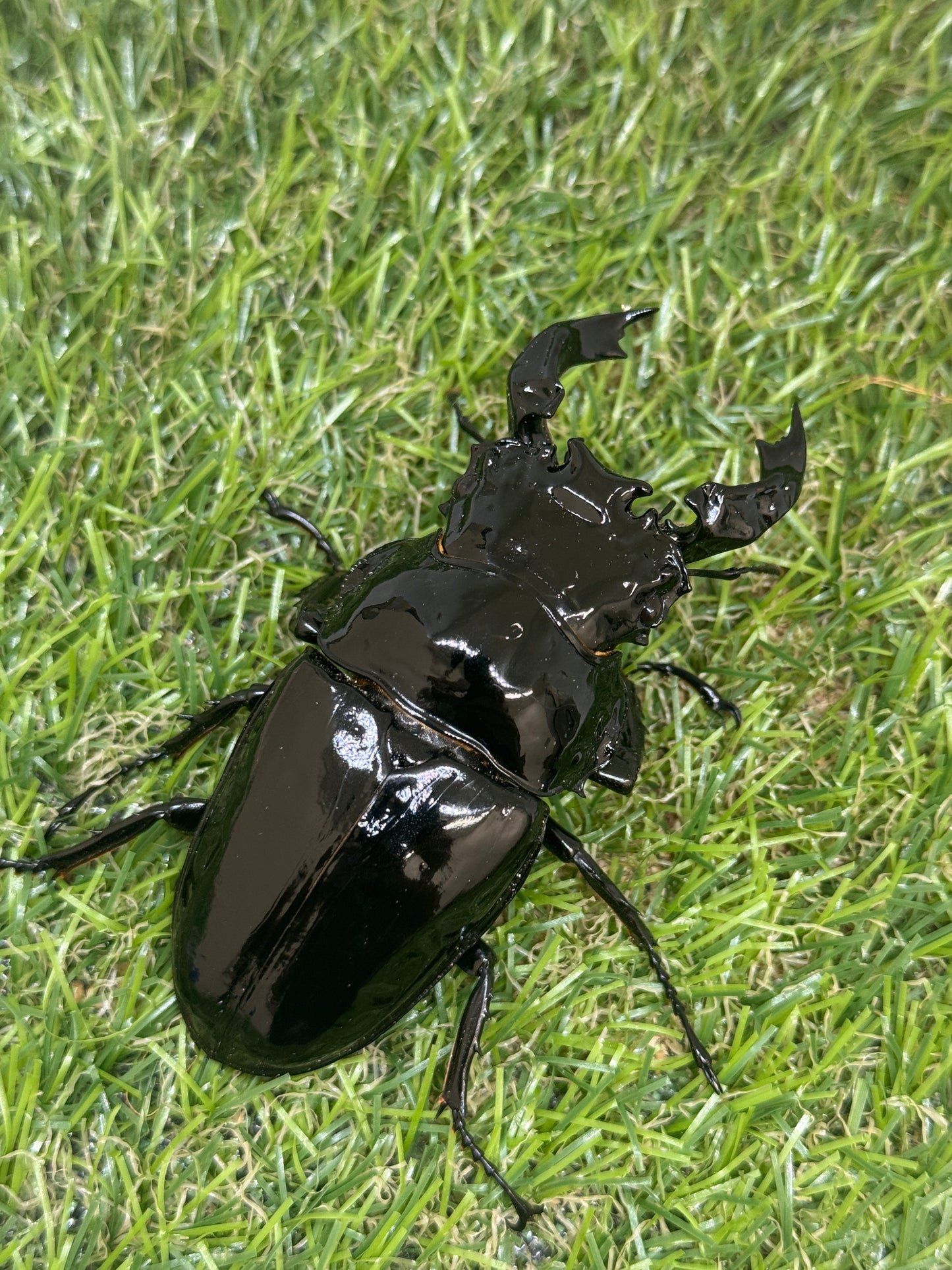 タランドゥスオオツヤクワガタ ♂83mm成虫ペア