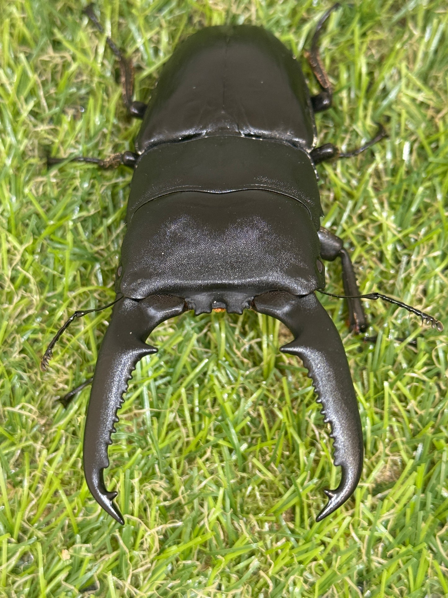 パラワンオオヒラタクワガタ(マンタリガハン産)♂100.4mm成虫ペア
