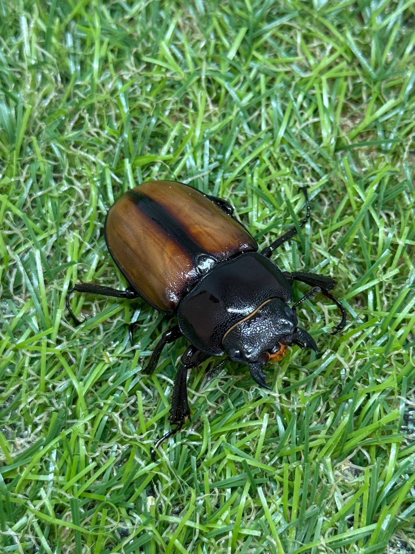 ラフェルトノコギリクワガタ ♂70mm成虫ペア