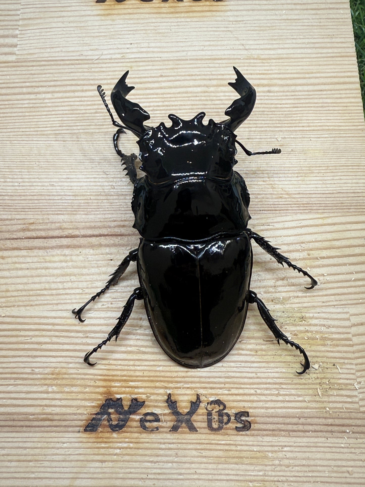 タランドゥスオオツヤクワガタ ♂85.2mm単品