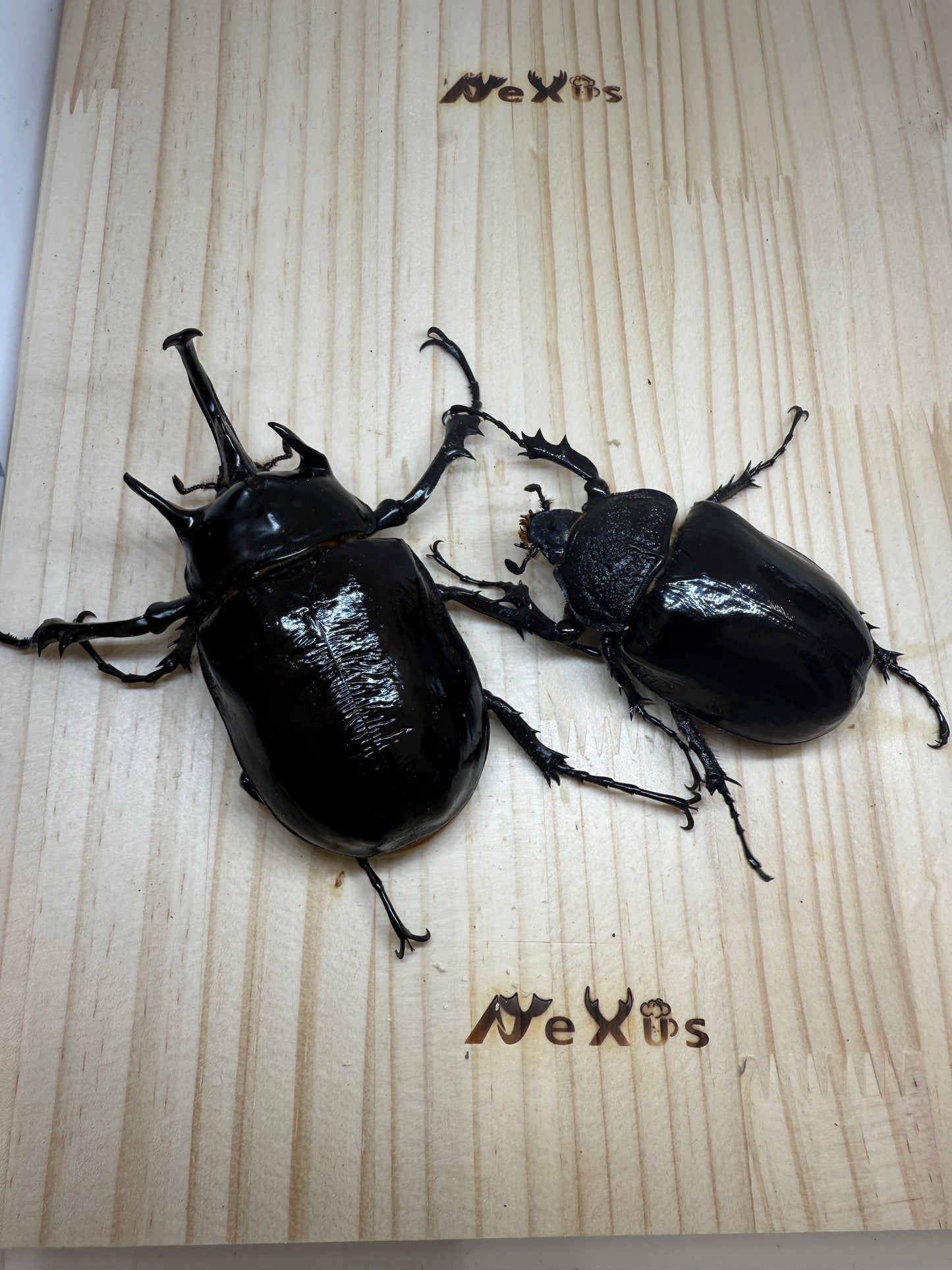 マルスゾウカブト ♂106mm成虫ペア