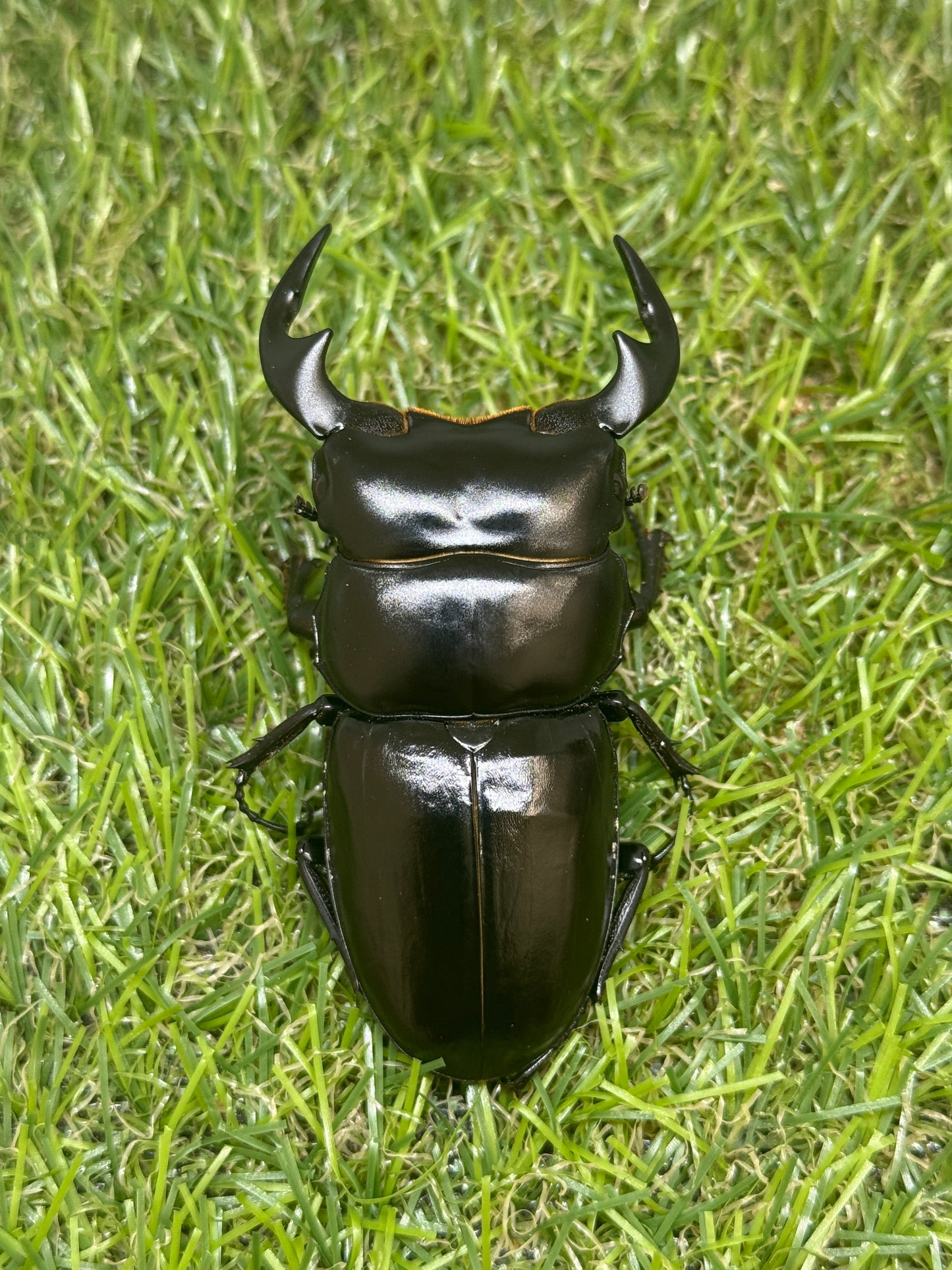 インドアンタエウスオオクワガタ ♂71mm成虫ペア