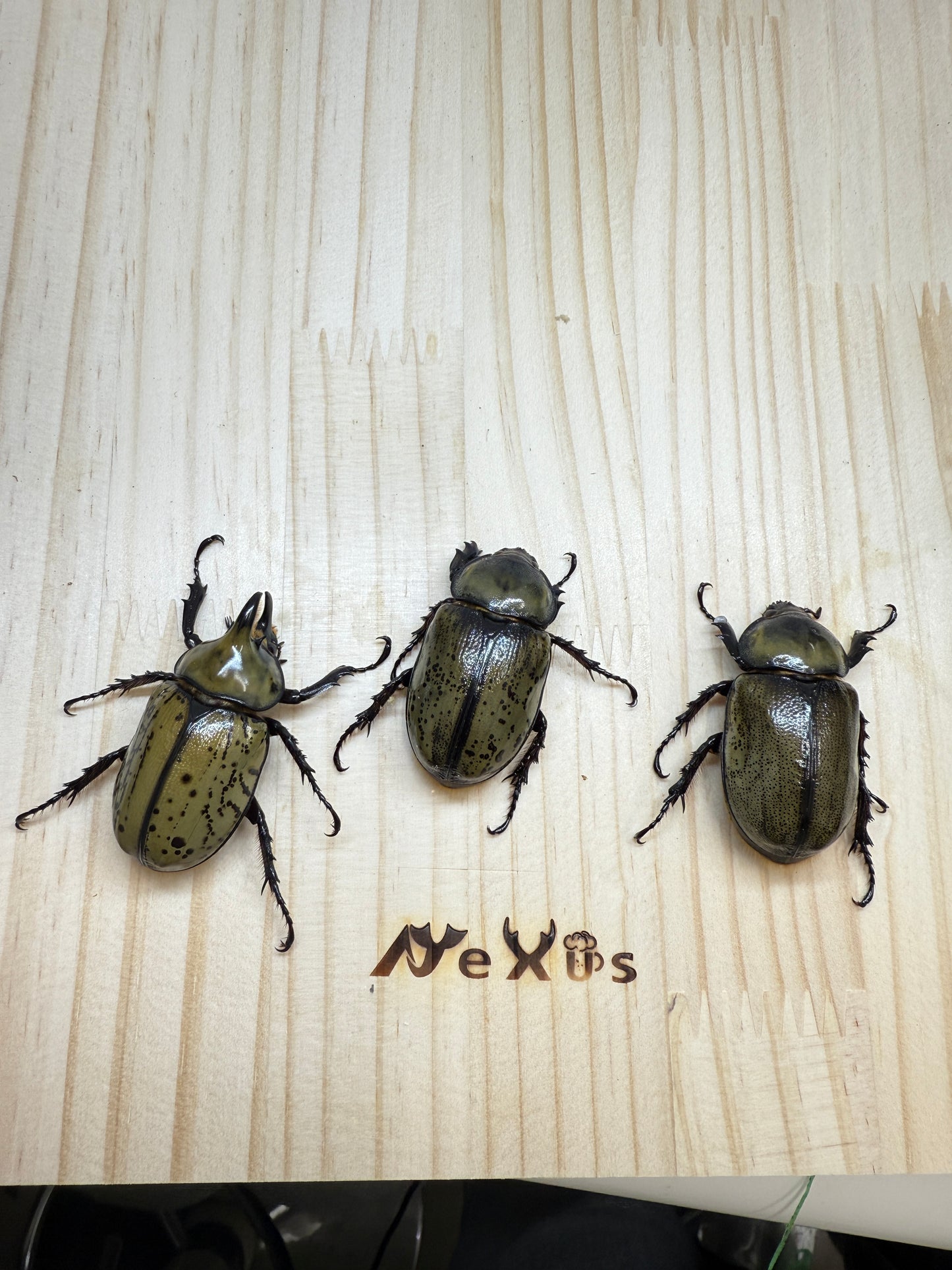 ティティウスシロカブト ♂49.8mm成虫トリオ