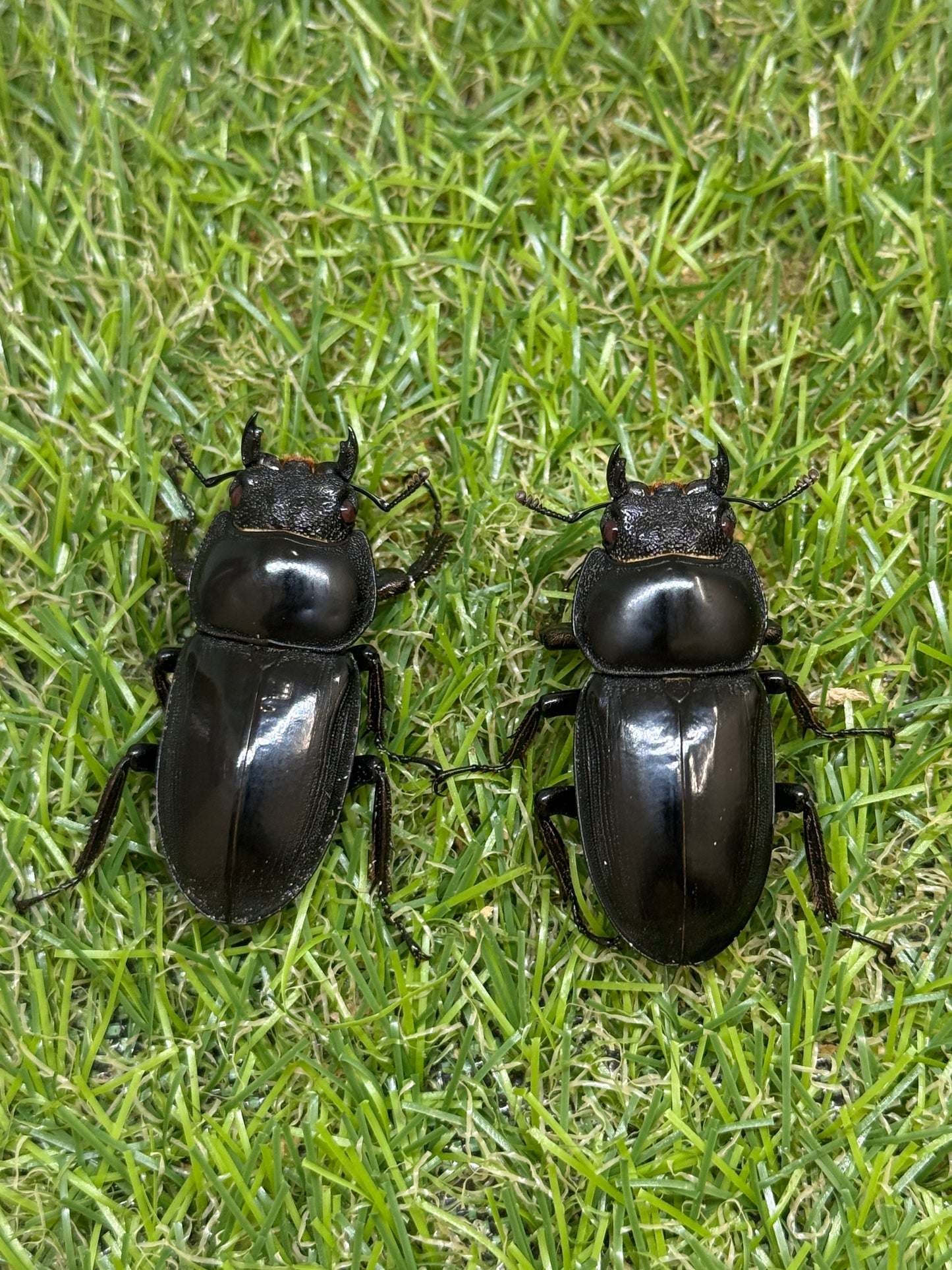 シェンクリンクオオクワガタ(レッドアイ血統)♂80mm成虫トリオ