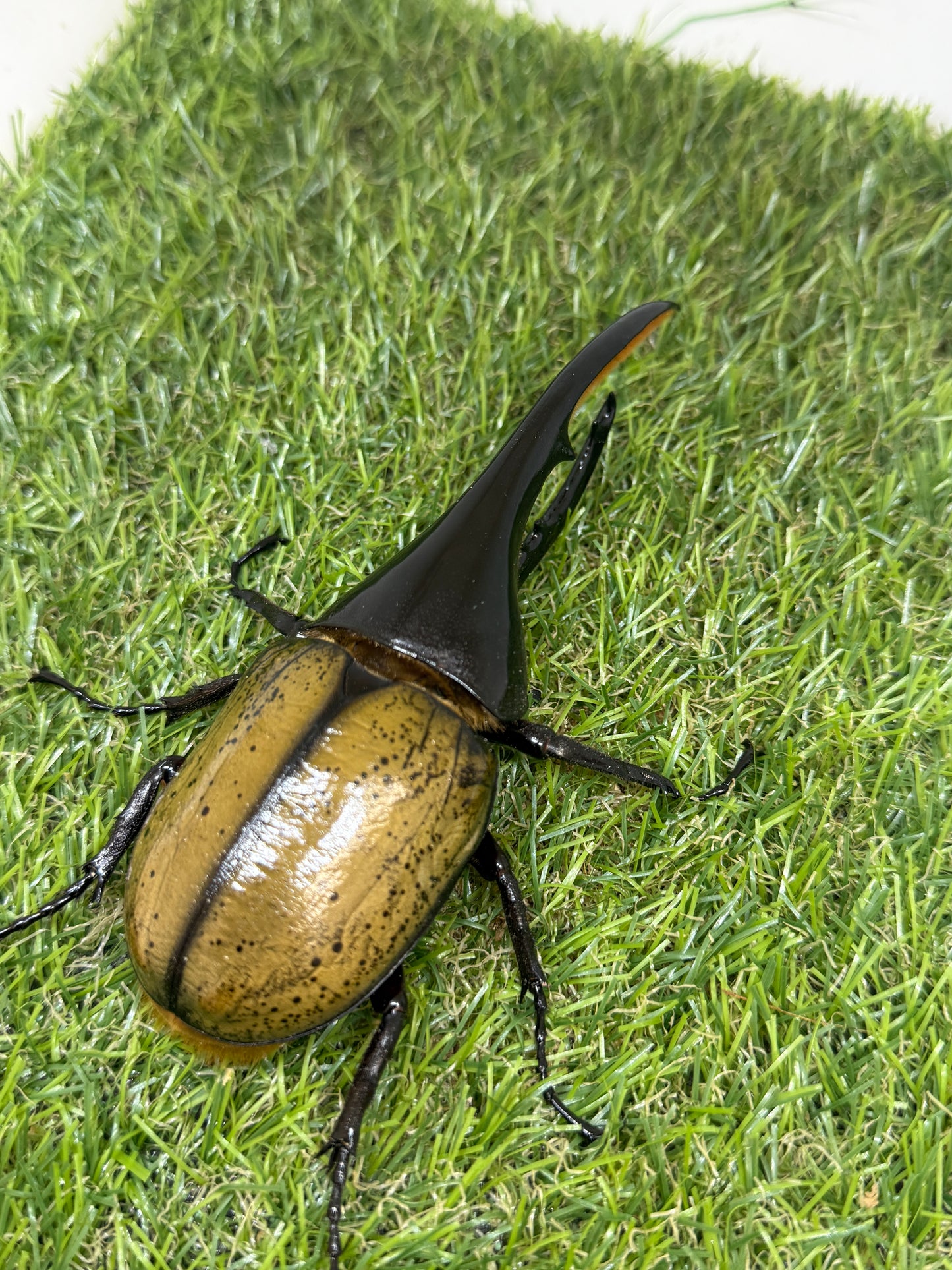 DH・ヘラクレス ♂130mm成虫ペア