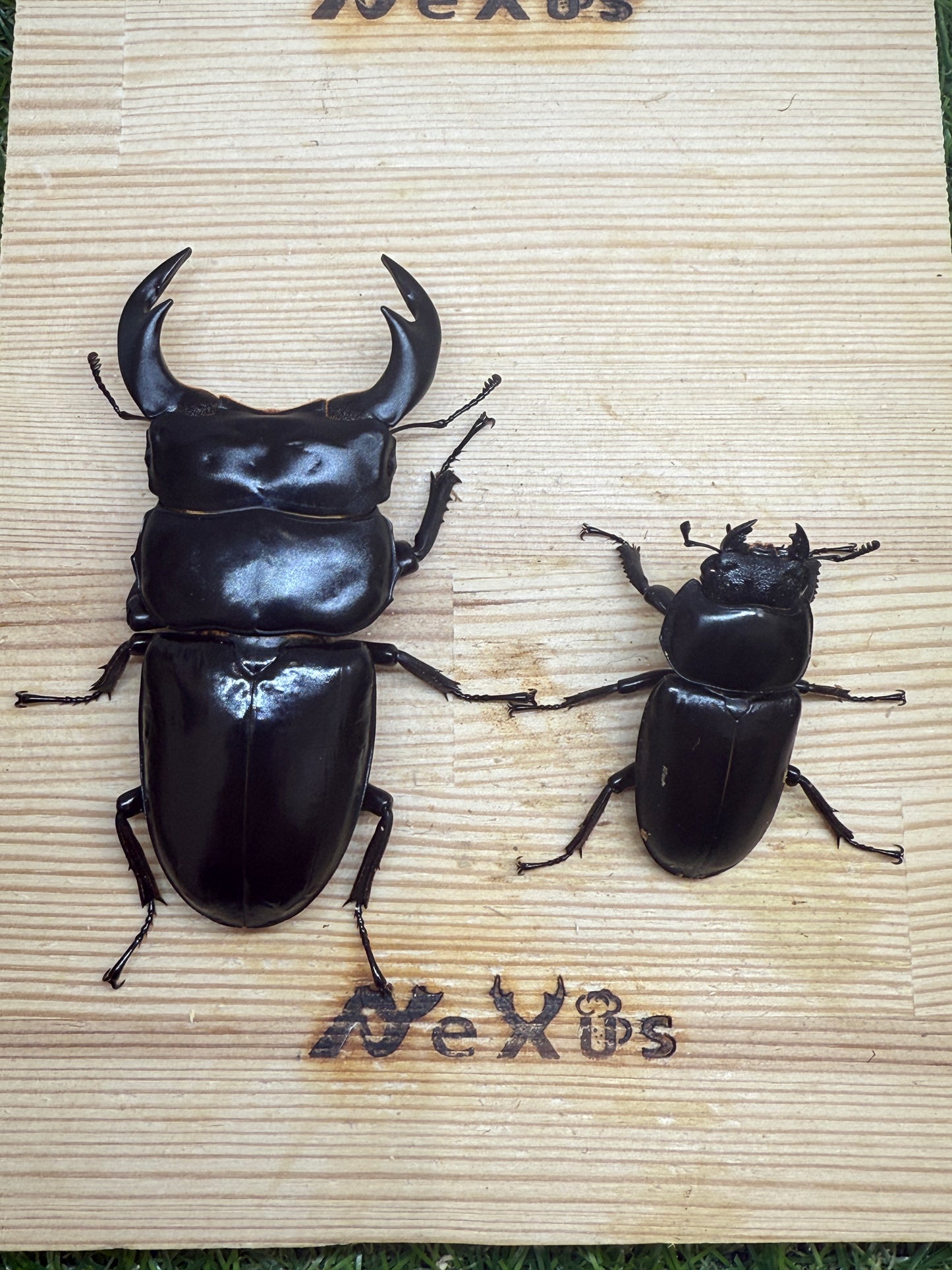 インドアンタエウスオオクワガタ(ガントク) ♂84mm成虫ペア