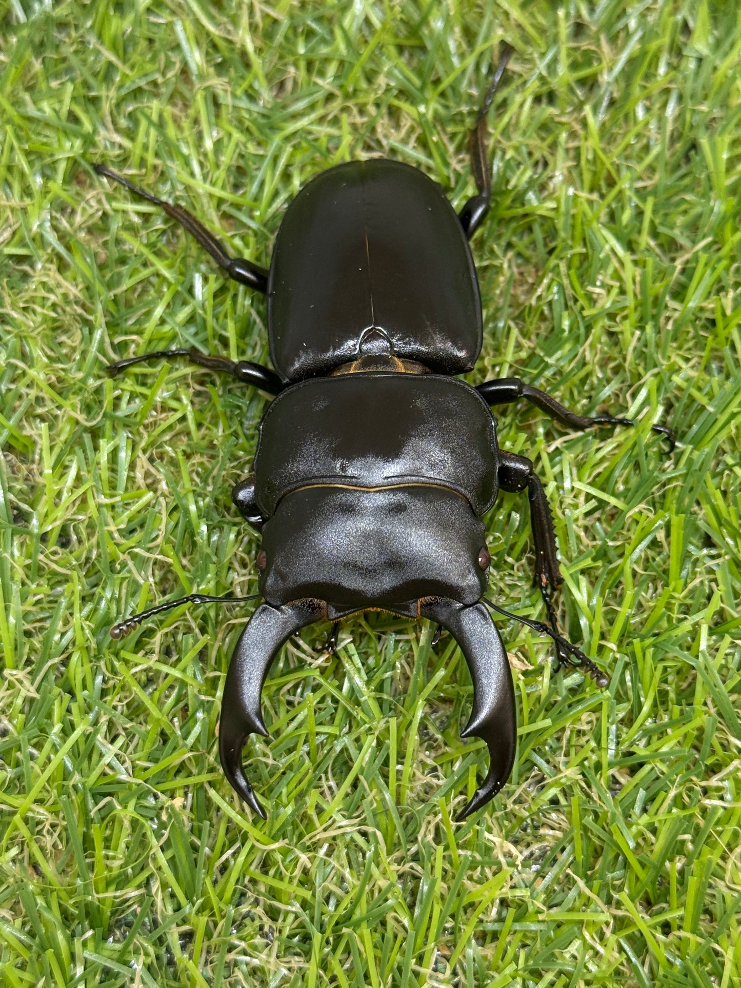 シェンクリンクオオクワガタ(レッドアイ血統)♂71mm成虫ペア