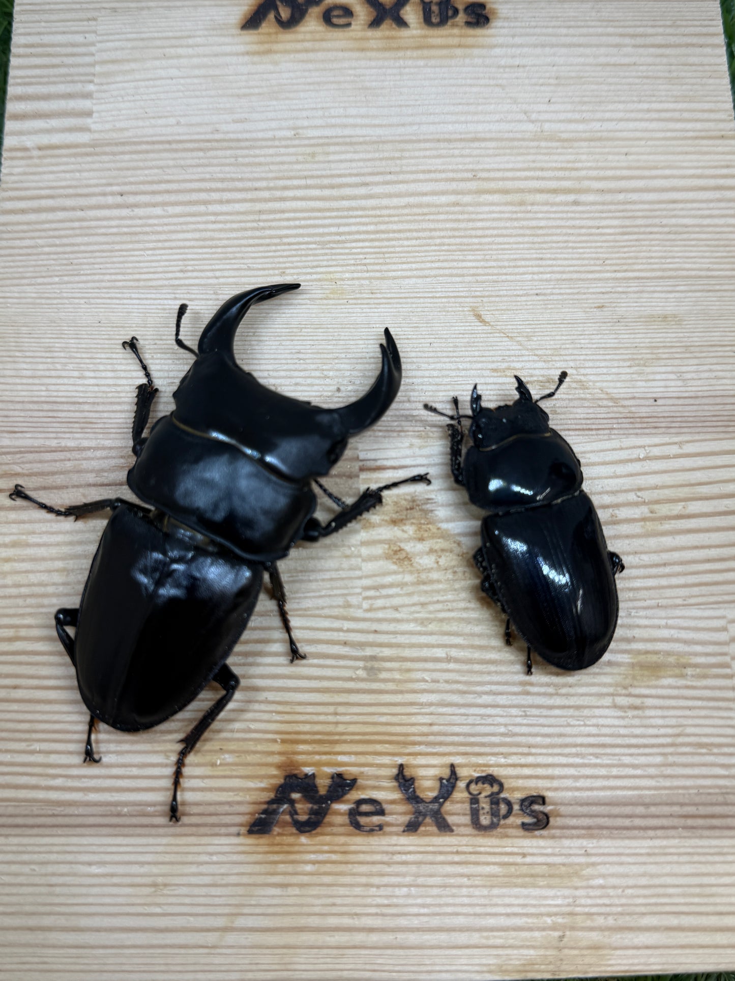 オオクワガタ 奈良輪川西 ♂77.1mm成虫ペア