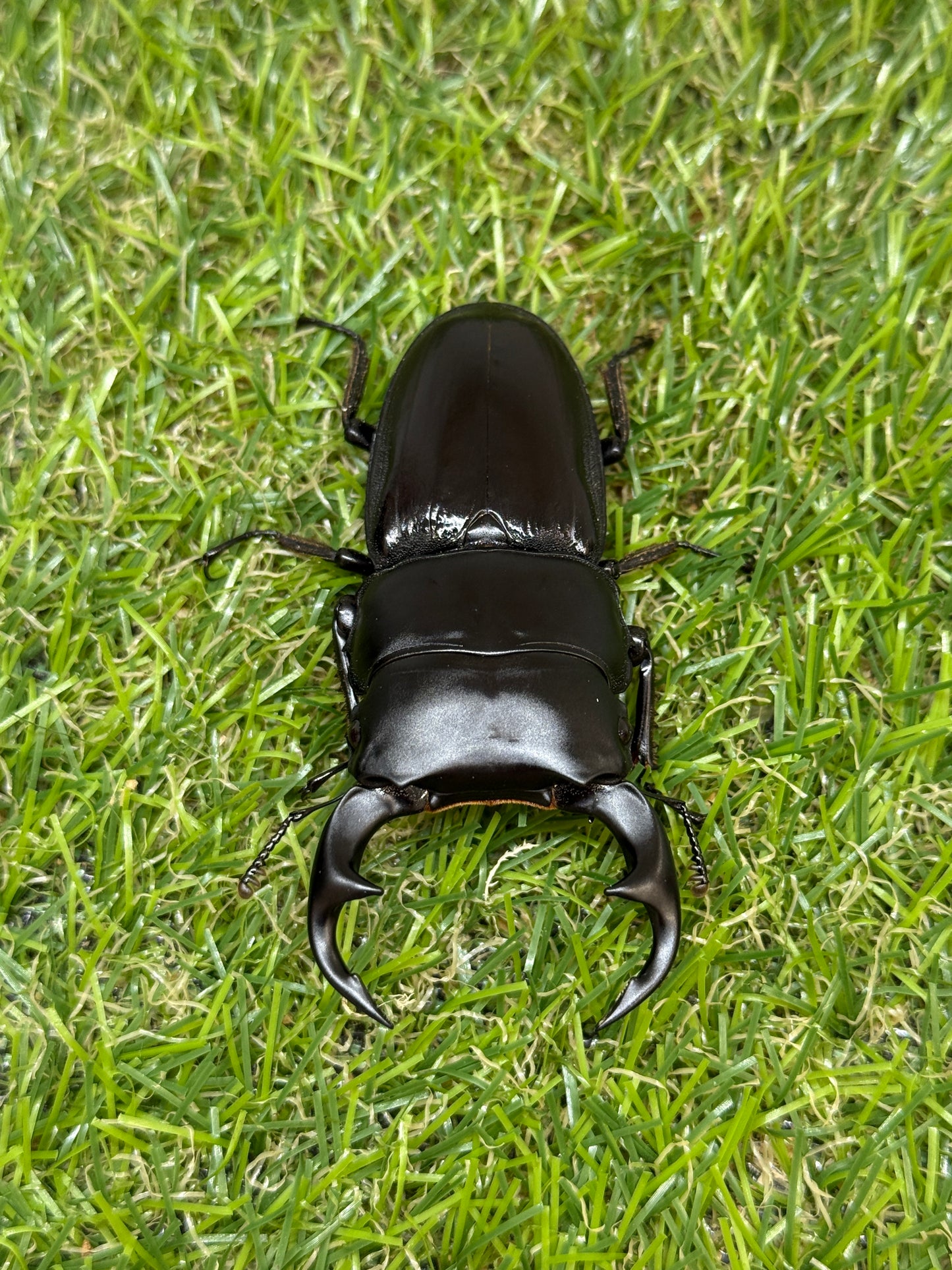 クルビデンスオオクワガタ ♂67mm成虫ペア