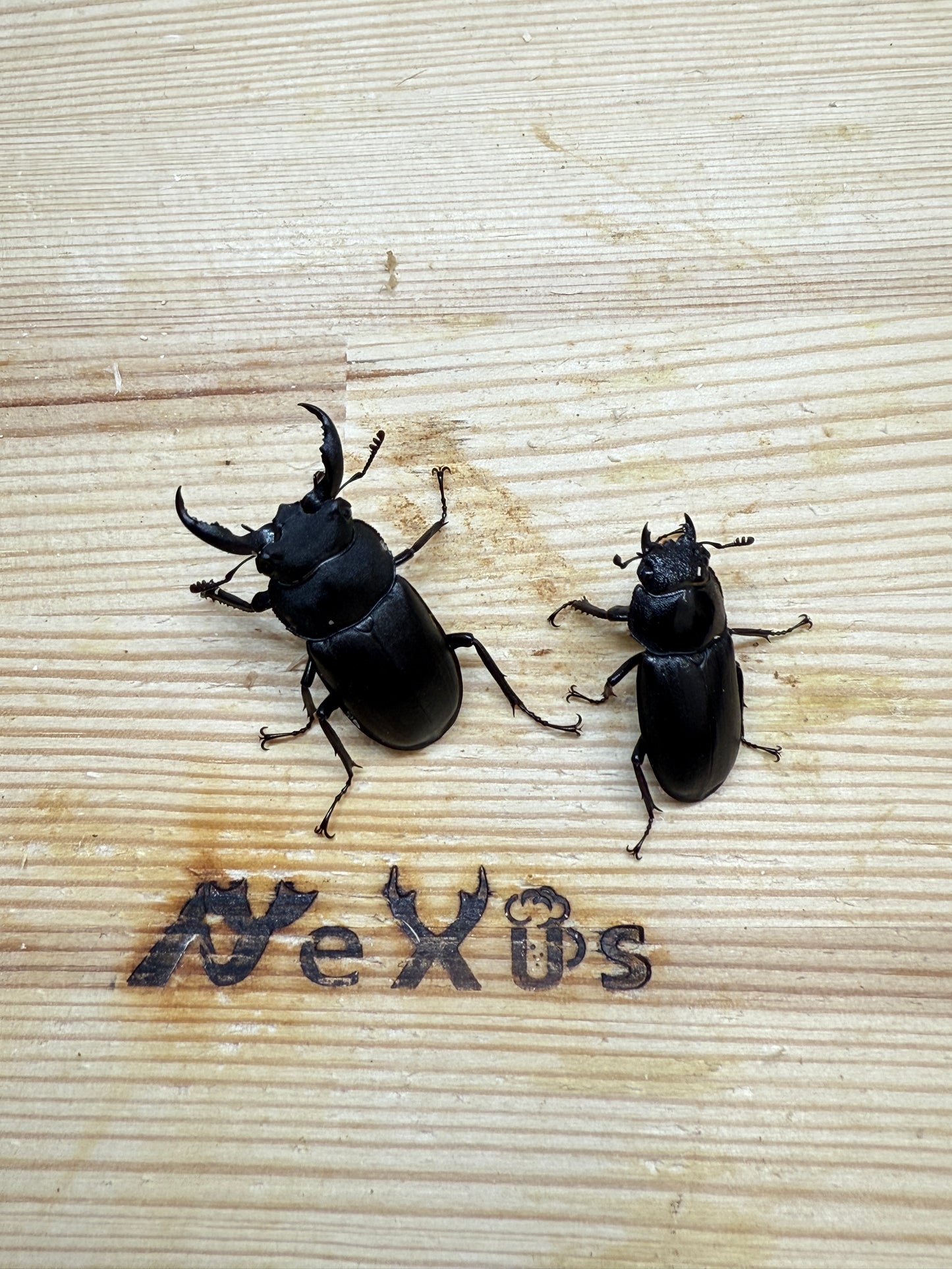 アマミシカクワガタ ♂freeサイズ成虫ペア
