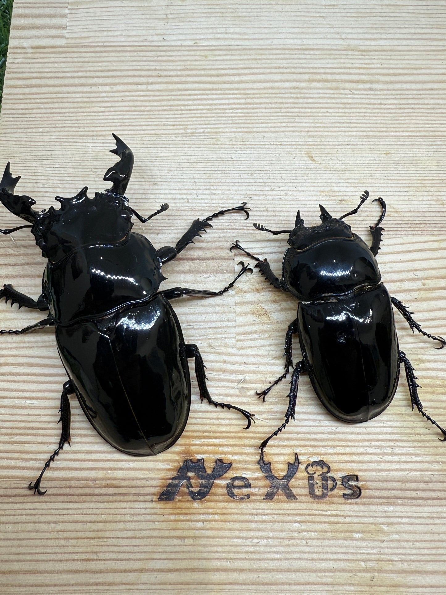 タランドゥスオオツヤクワガタ ♂74mm成虫ペア