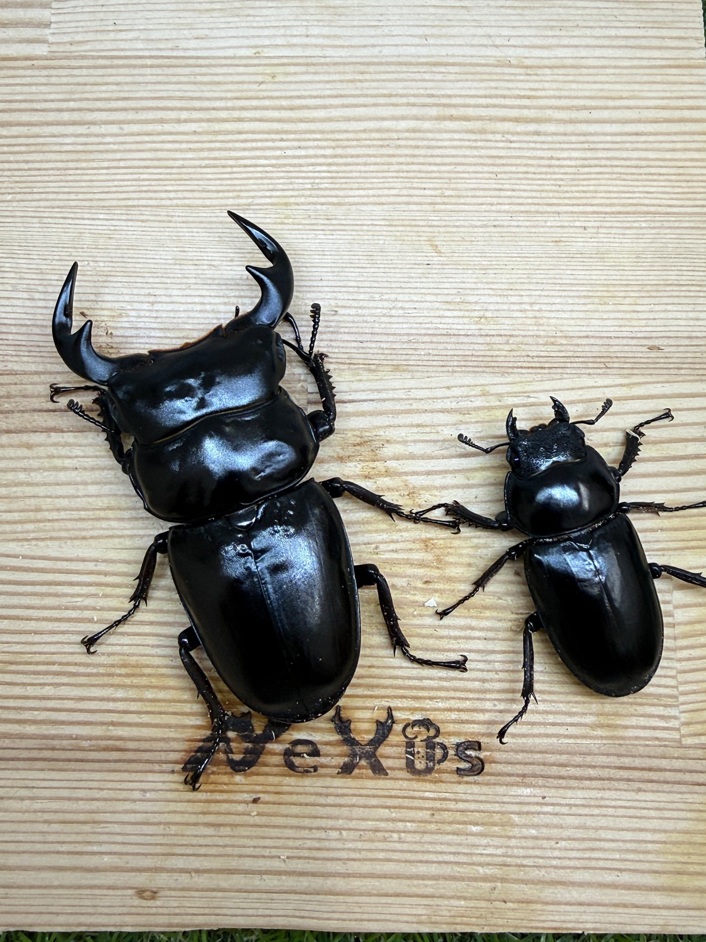タイ アンタエウスオオクワガタ ♂75mm成虫ペア