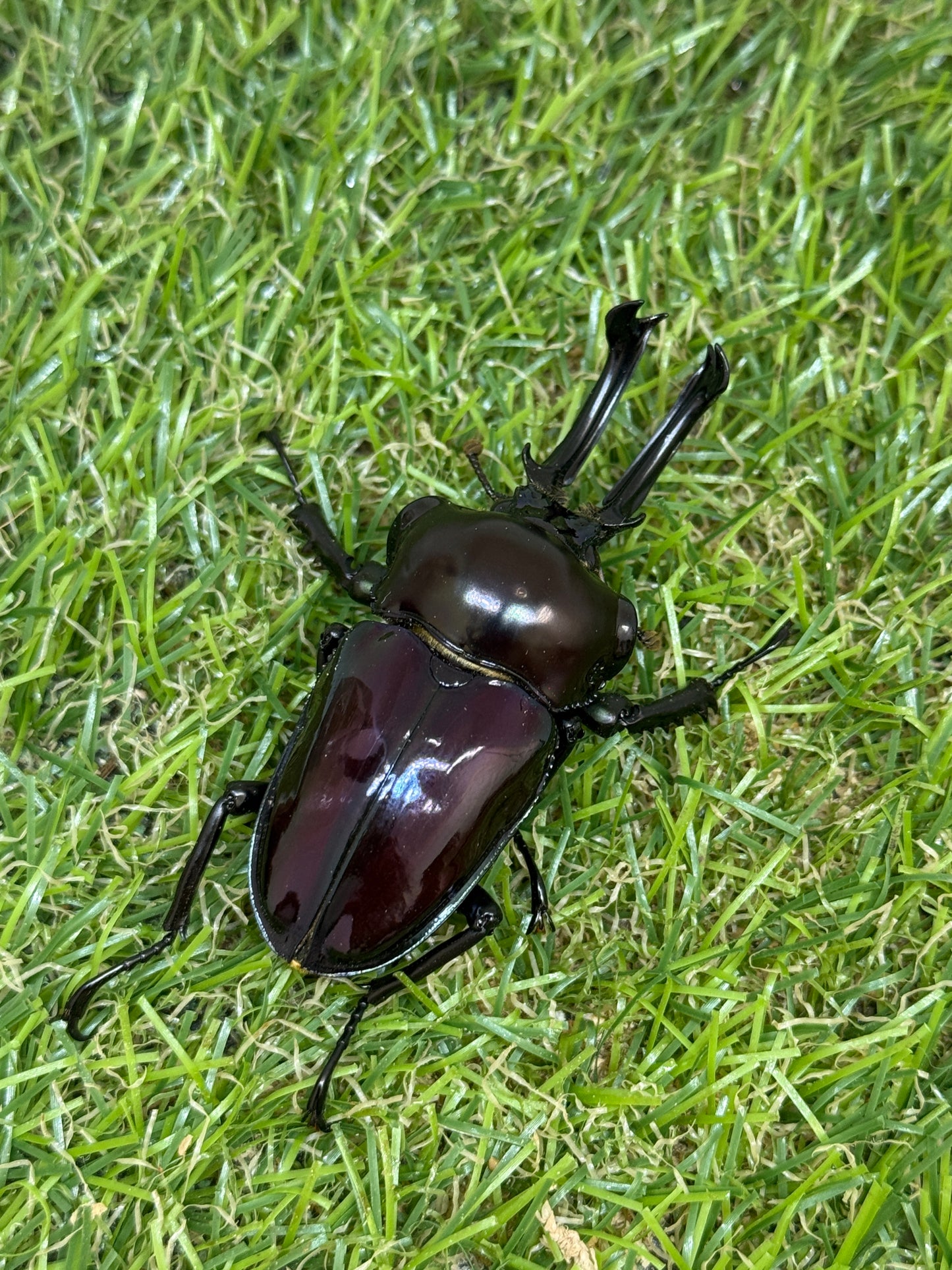 ニジイロクワガタ(紫紺血統) ♂59.6mm成虫ペア