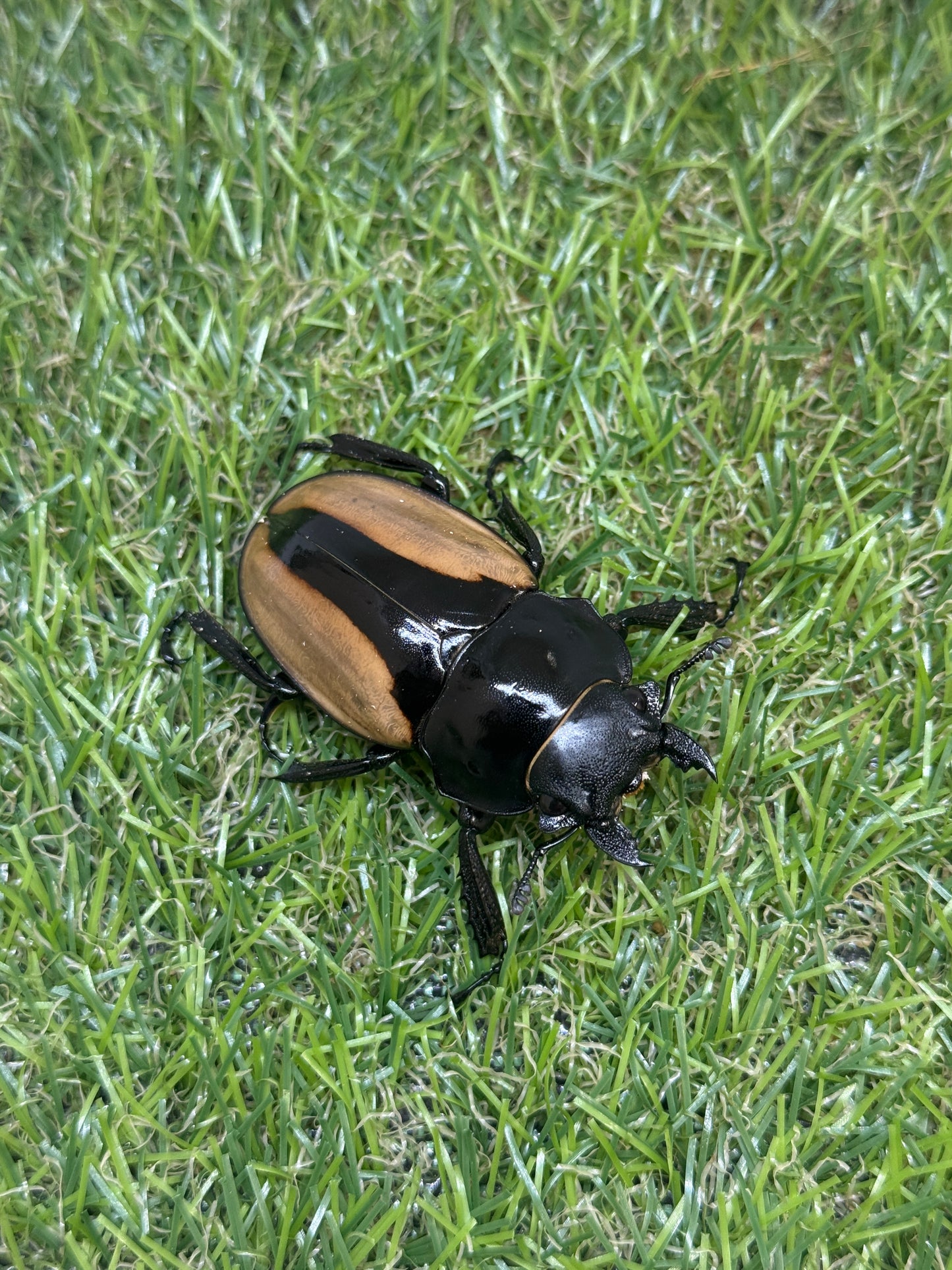 ブルマイスターツヤクワガタ ♂74.8mm成虫ペア