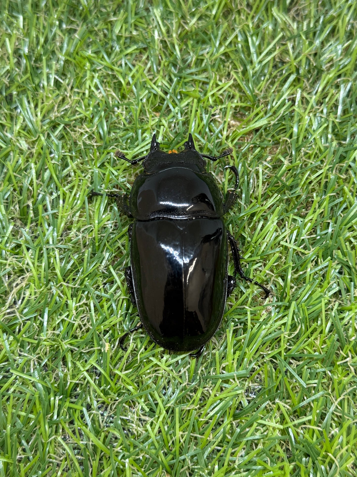 タランドゥスオオツヤクワガタ ♀53.3mm単品