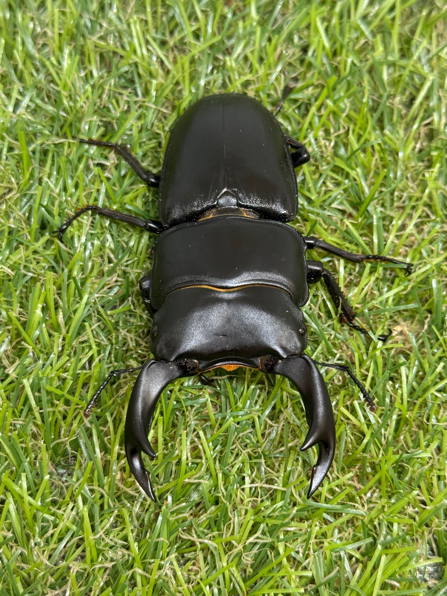 オオクワガタ 奈良輪川西 ♂77.8mm成虫ペア