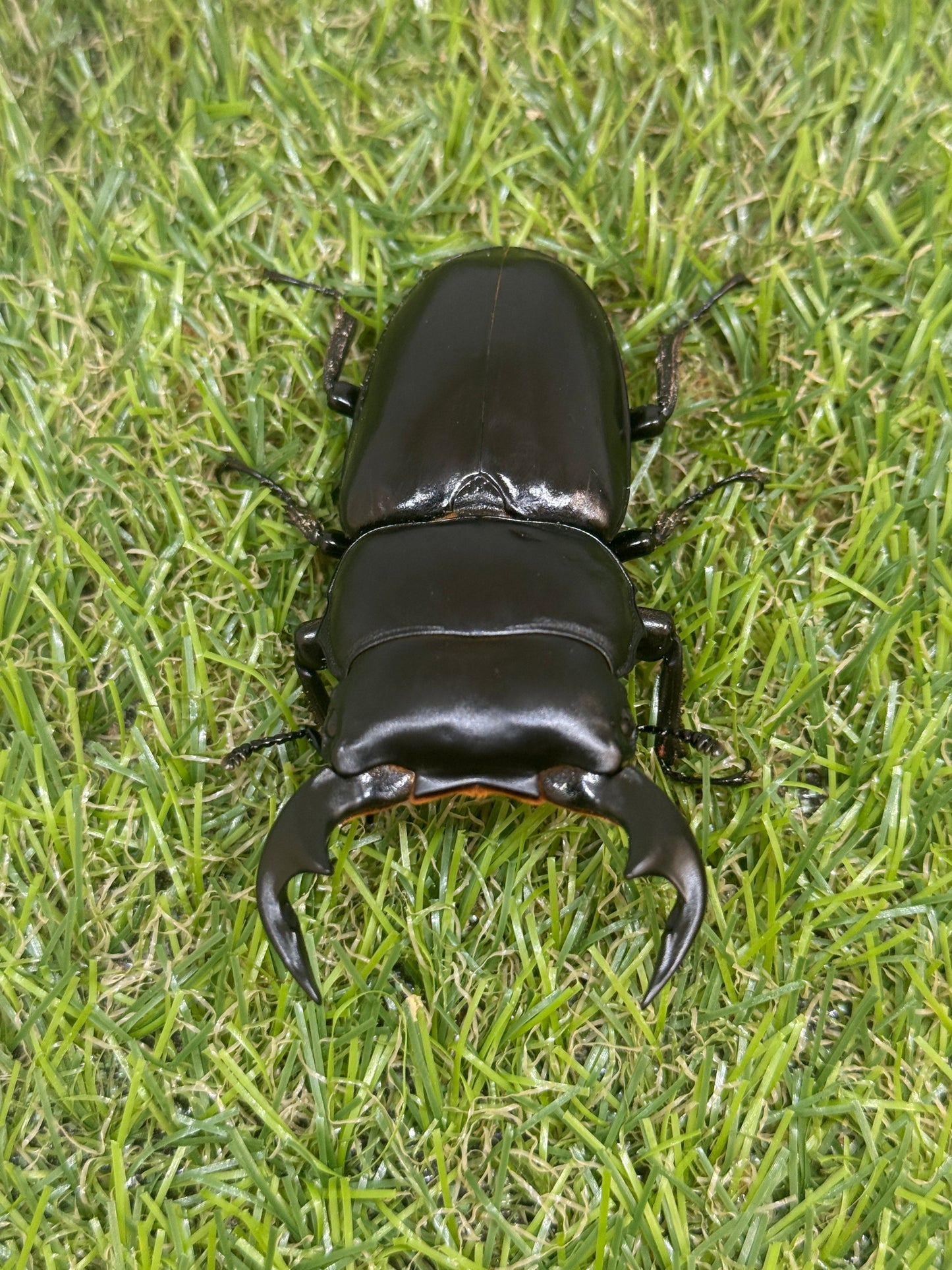 インドアンタエウスオオクワガタ ♂73.3mm成虫ペア