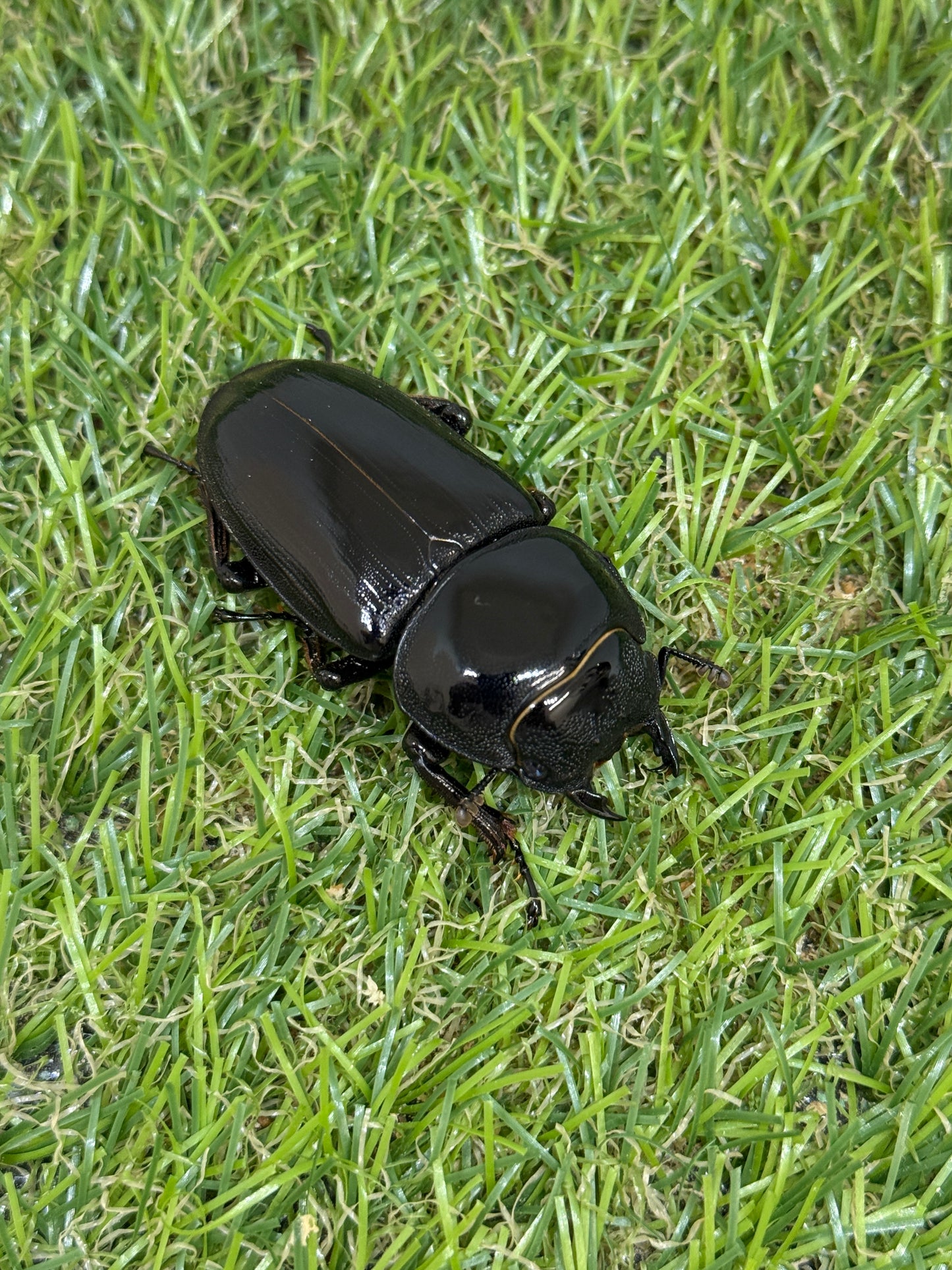 グランディスオオクワガタ ♂77.8mm成虫ペア
