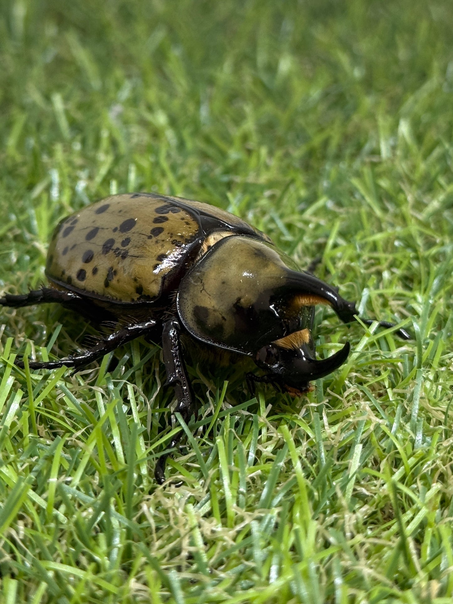 ティティウスシロカブト ♂50mm成虫トリオ