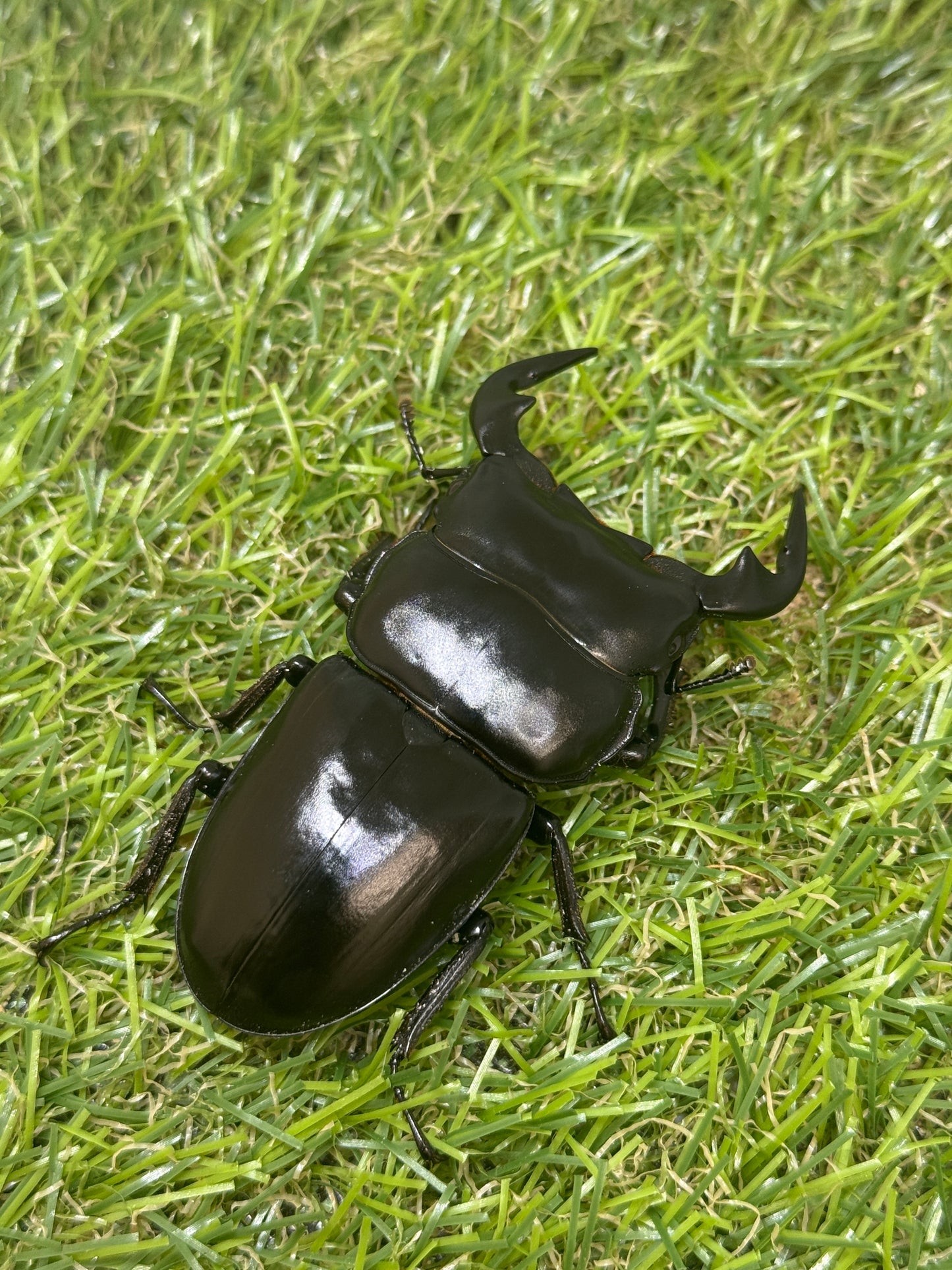 インドアンタエウスオオクワガタ ♂66.5mm成虫ペア