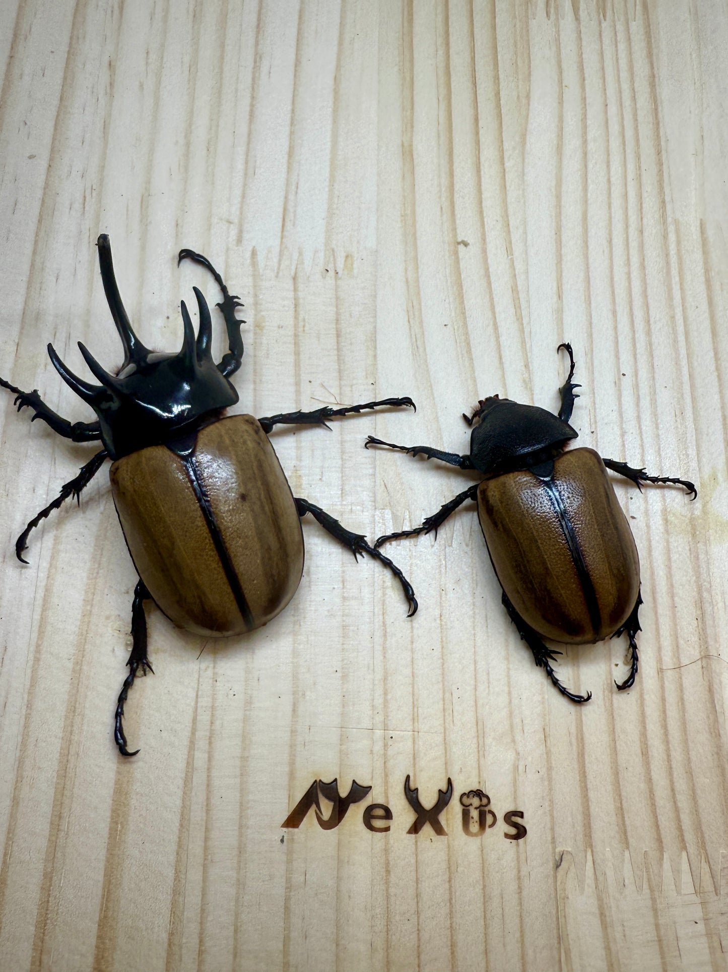 ゴホンヅノカブトWD ♂78mm成虫ペア