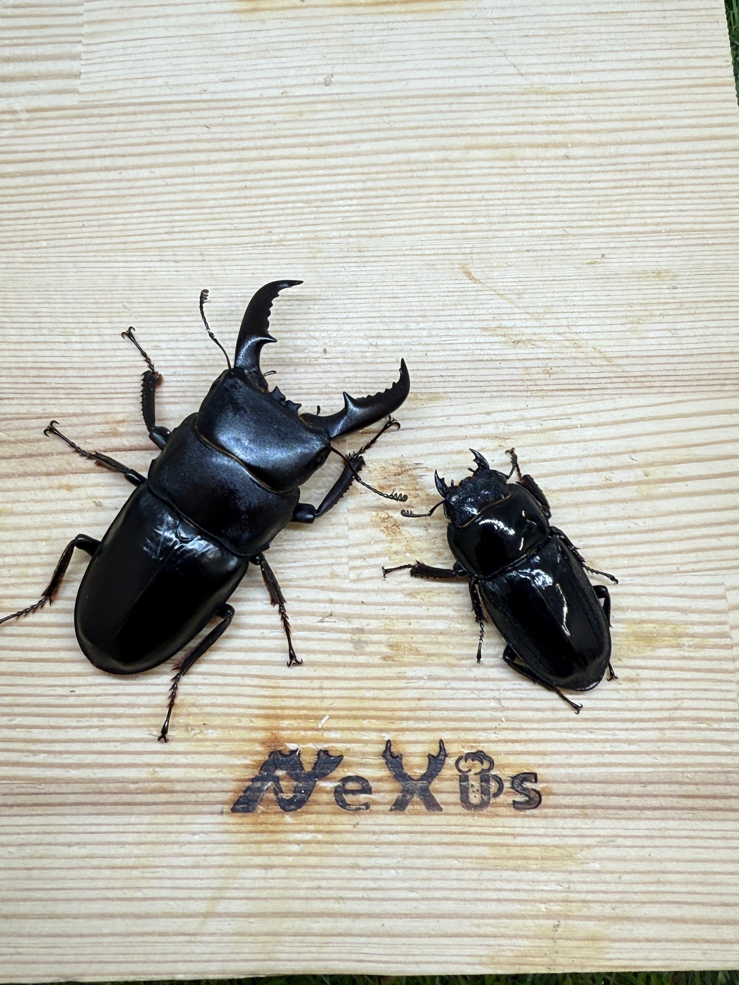 オキノエラブヒラタクワガタ ♂66mm成虫ペア