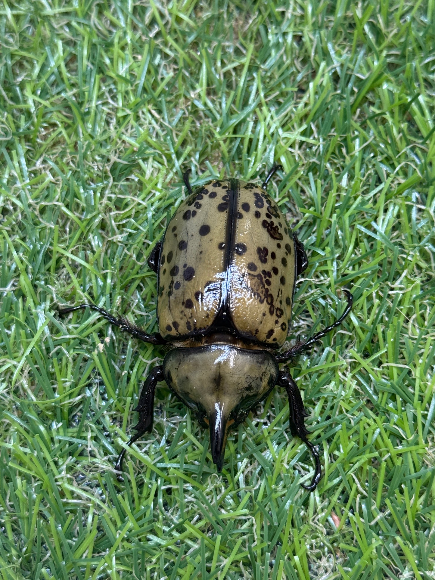 ティティウスシロカブト ♂50mm成虫トリオ