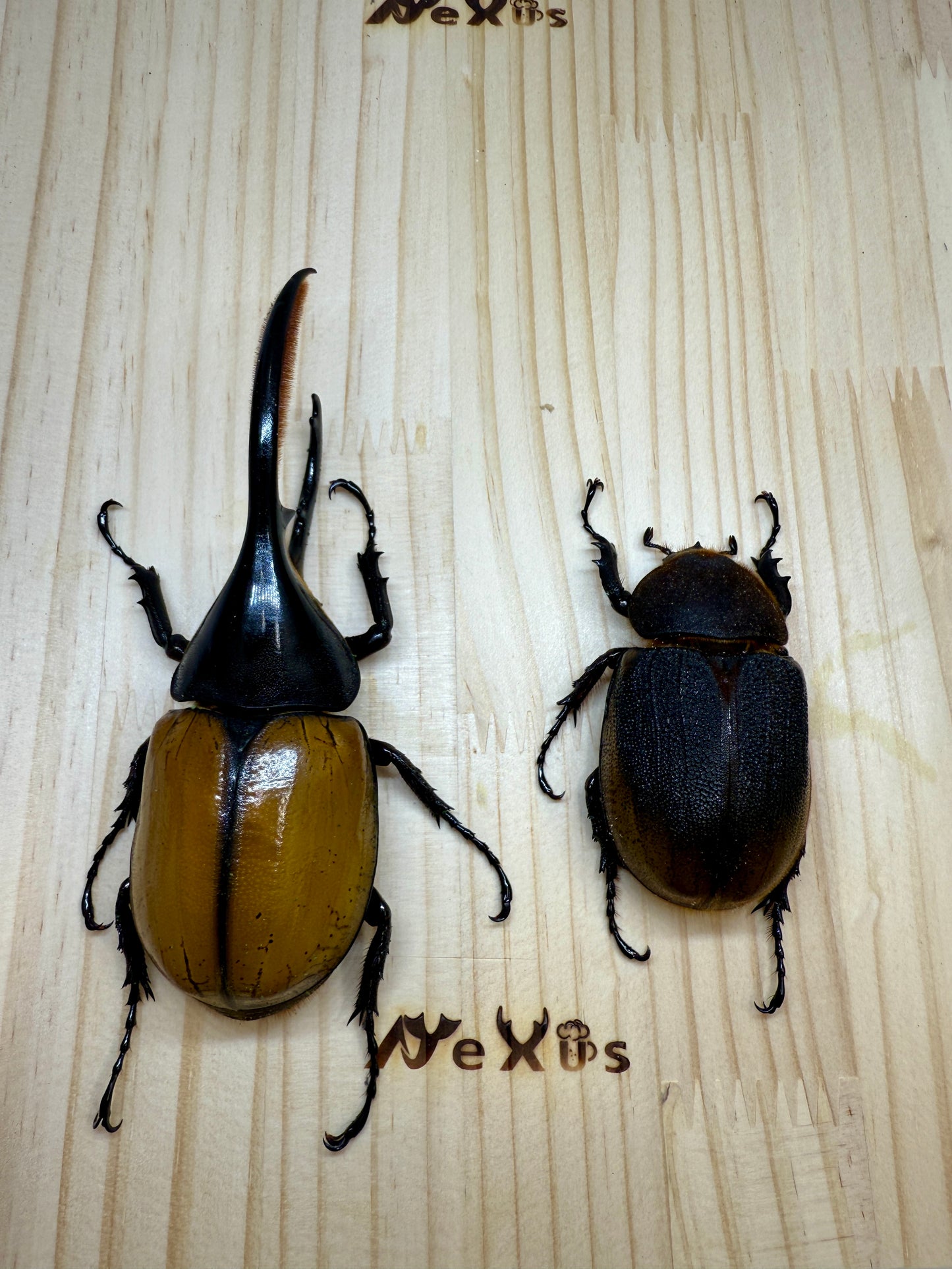 DH・エクアトリアヌス ♂124mm成虫ペア