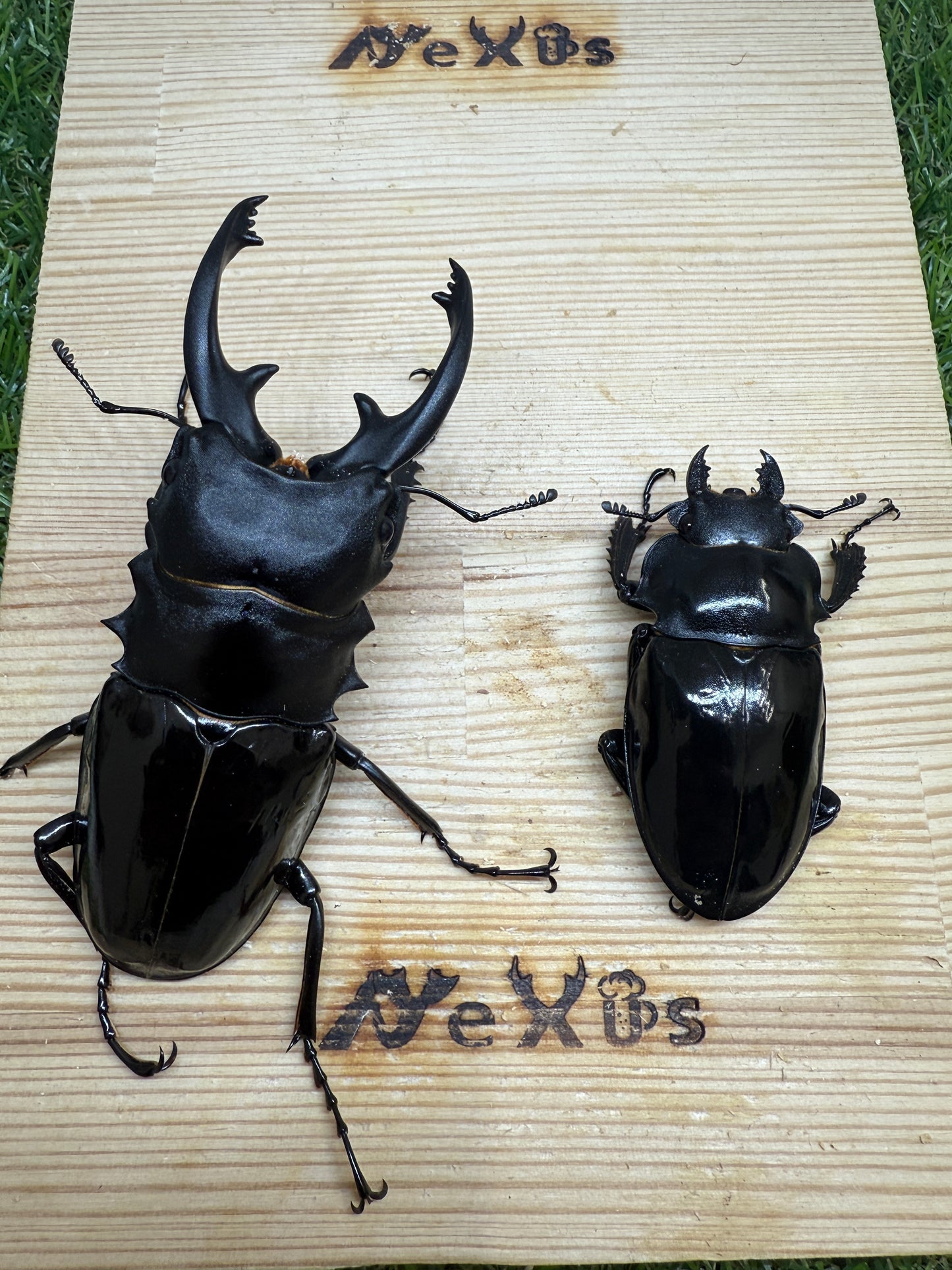 インターメディアツヤクワガタ ♂92.5mm成虫ペア